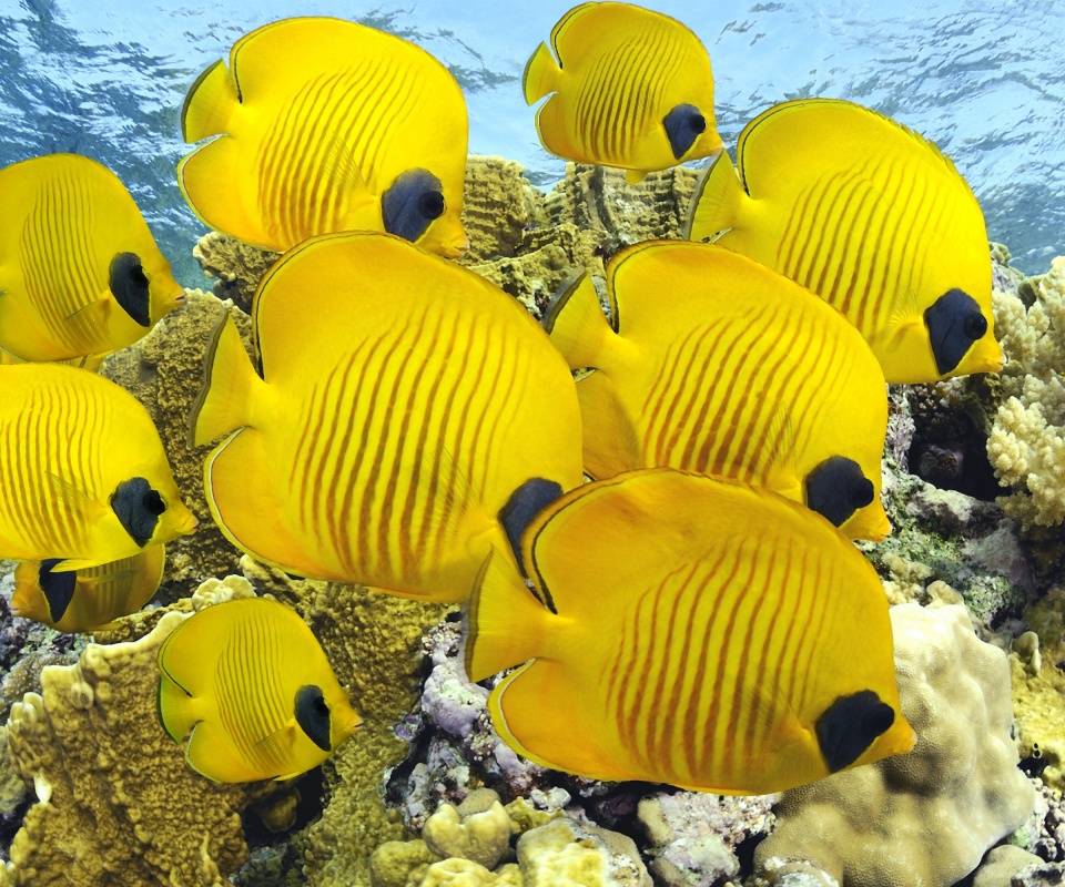 Желтые рыбки обои