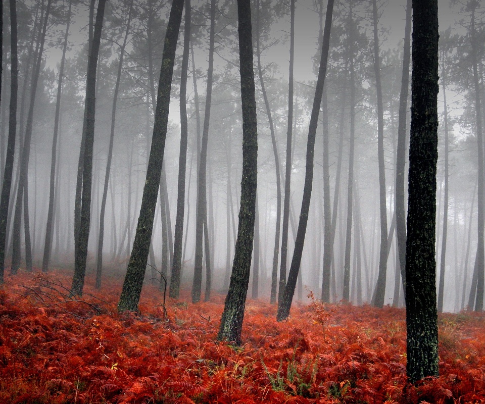 Красно-черный лес обои