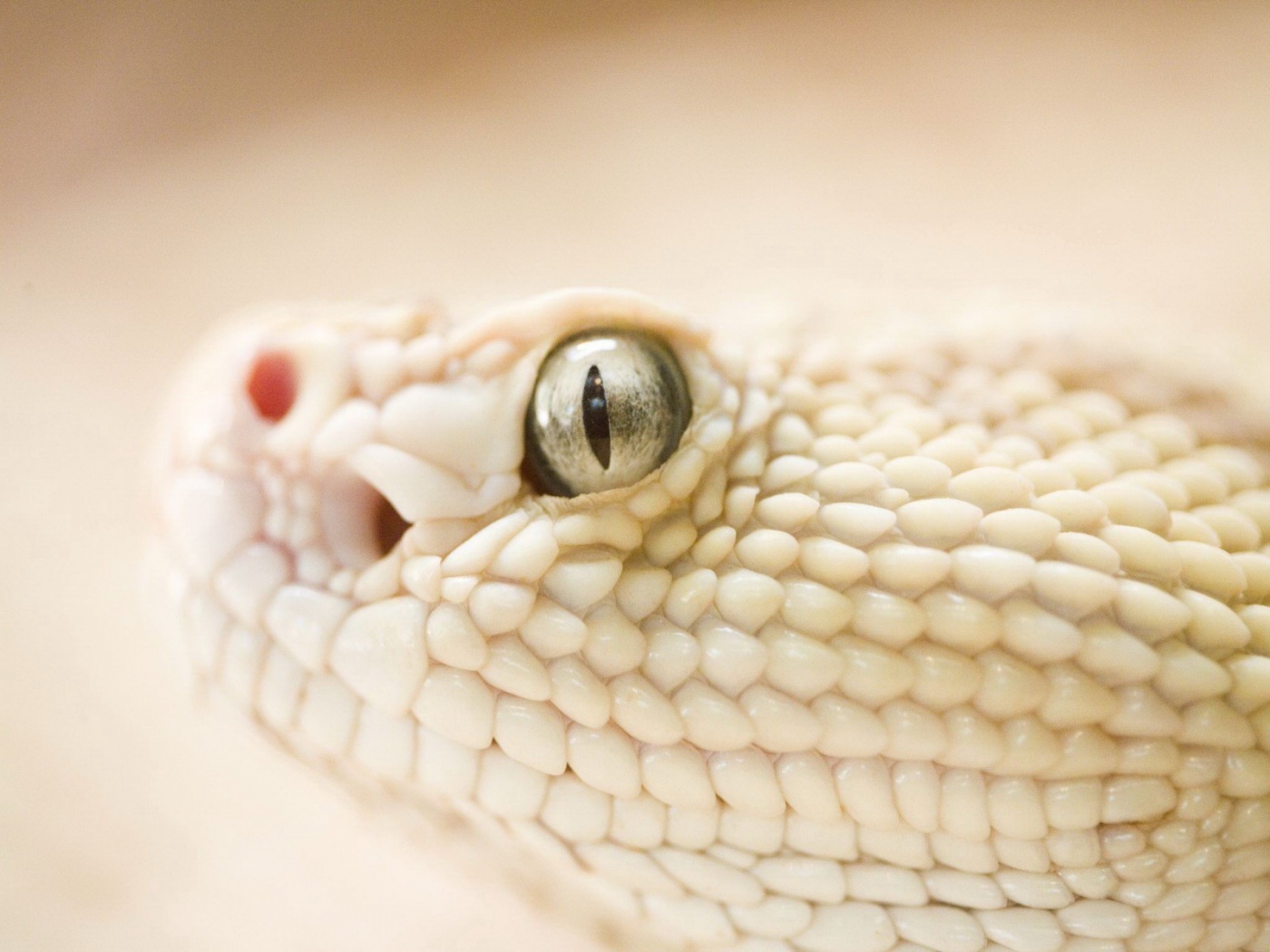 Змея альбинос обои