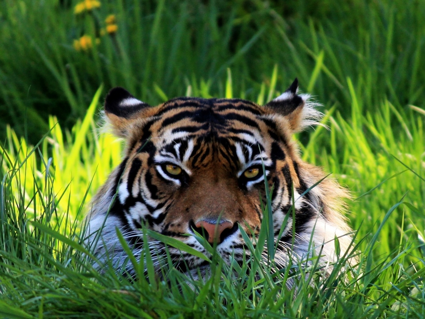 Морда тигра в траве обои