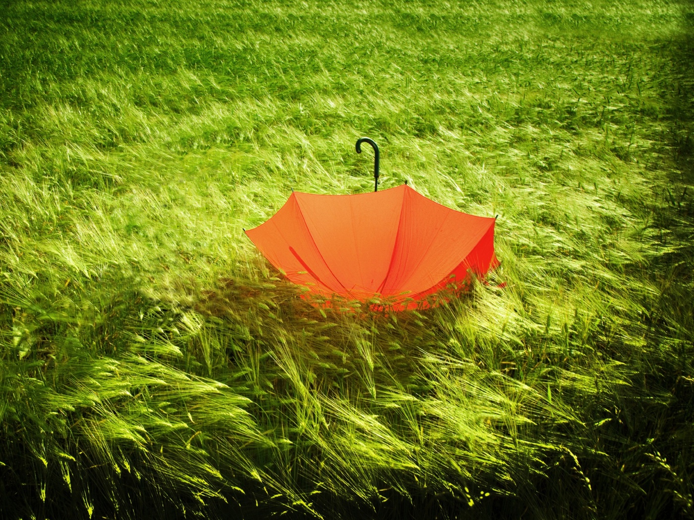 Зонт на траве обои