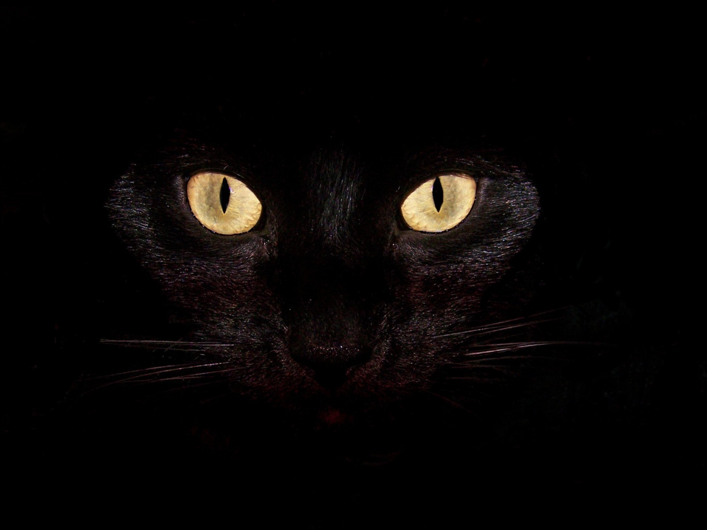 черный кот морда природа животное загрузить