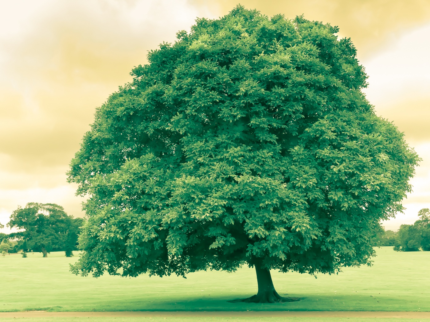 Зеленое ирландское дерево обои