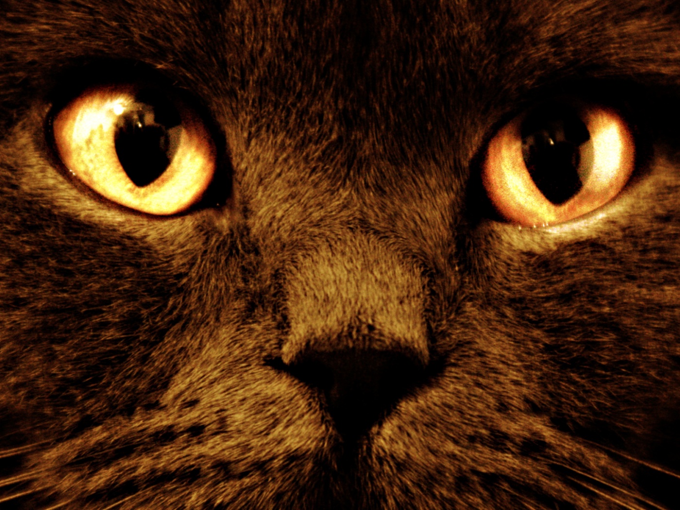 Черный кот с оранжевыми глазами обои