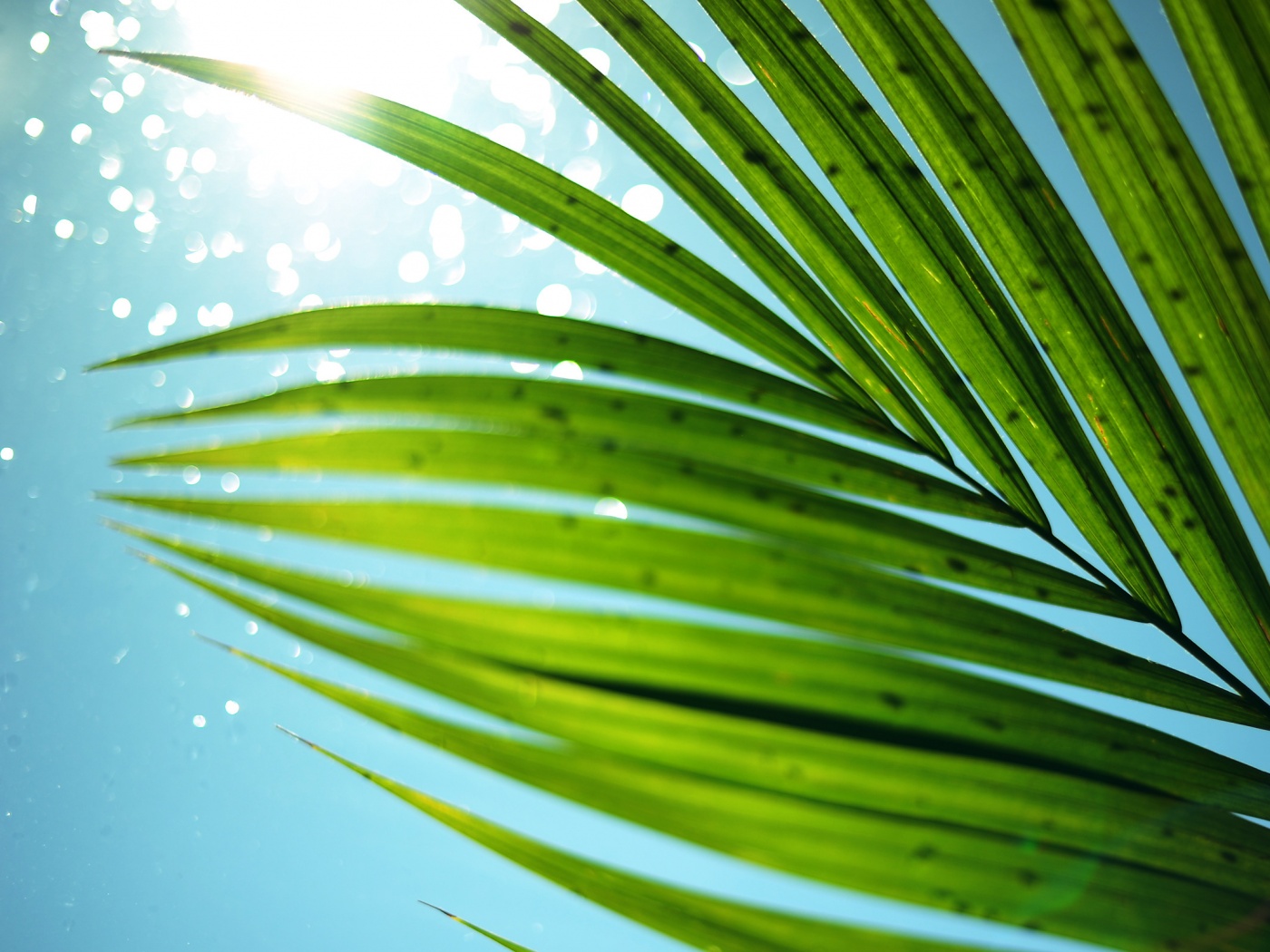 Солнце просвечивает сквозь пальмовый лист обои