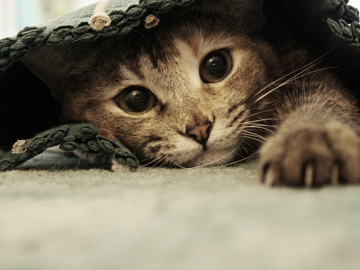 Кот под ковриком обои