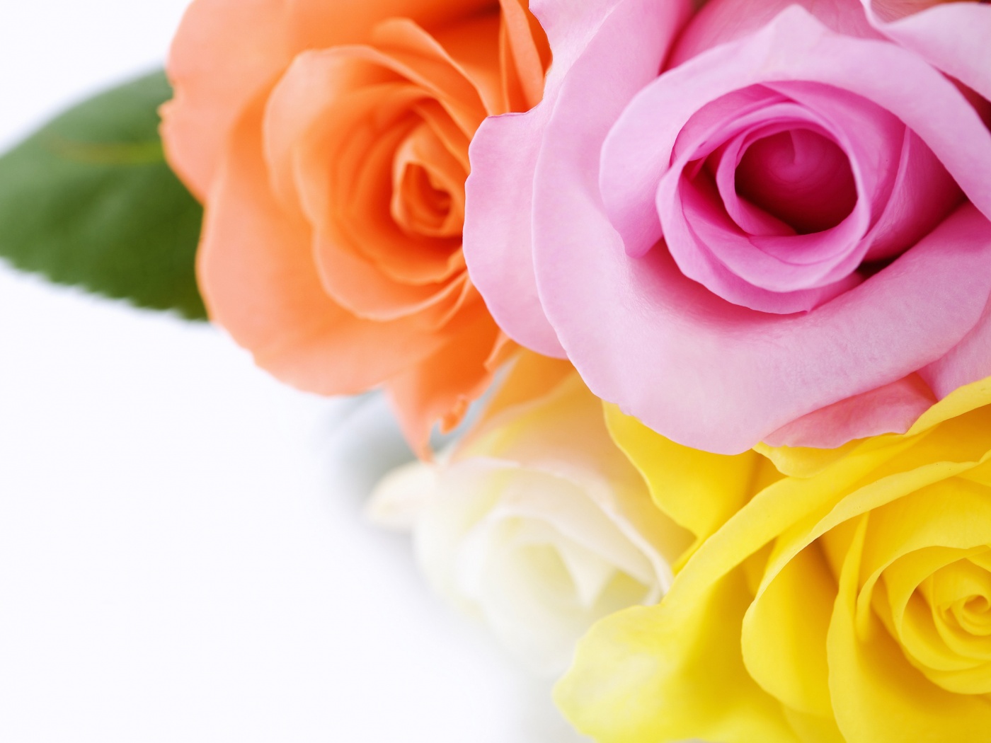 Букет разноцветных роз обои