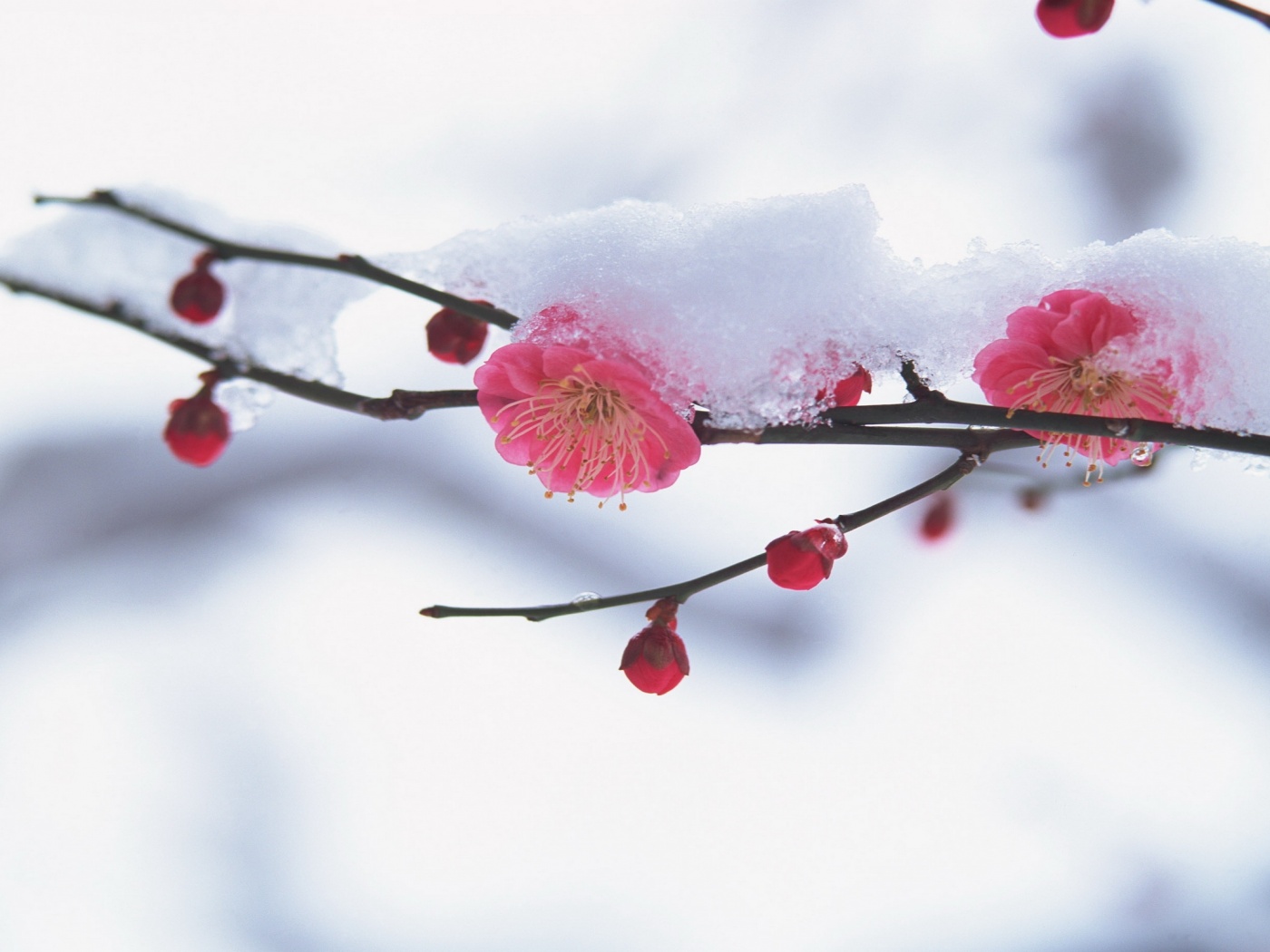 Цветы под снегом обои