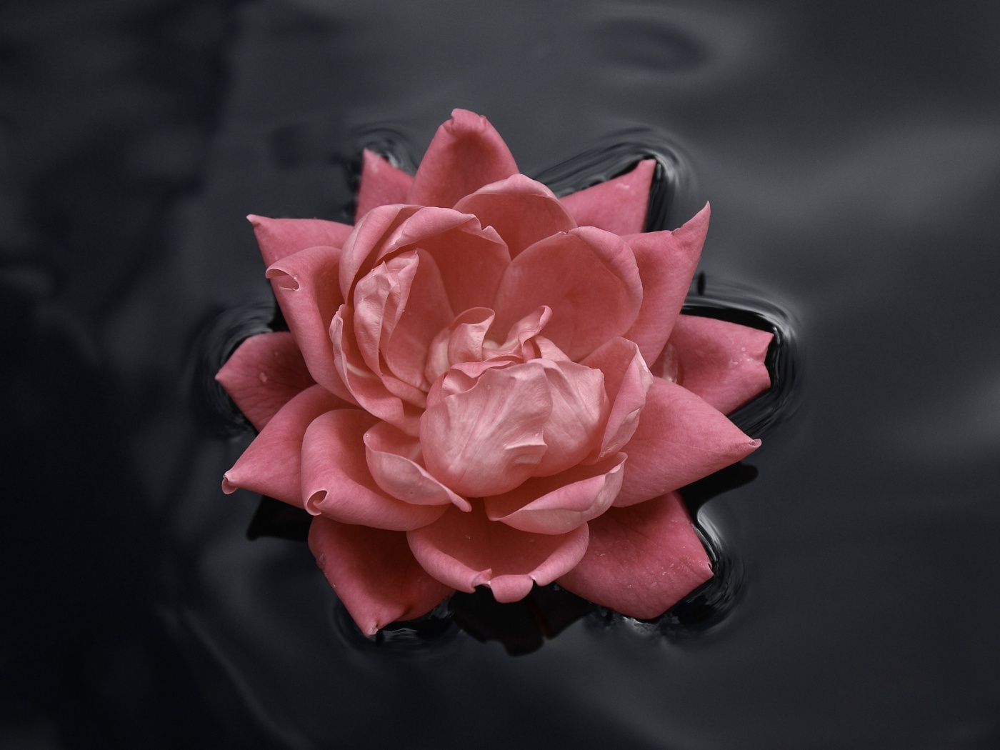 Красивый цветок на воде обои