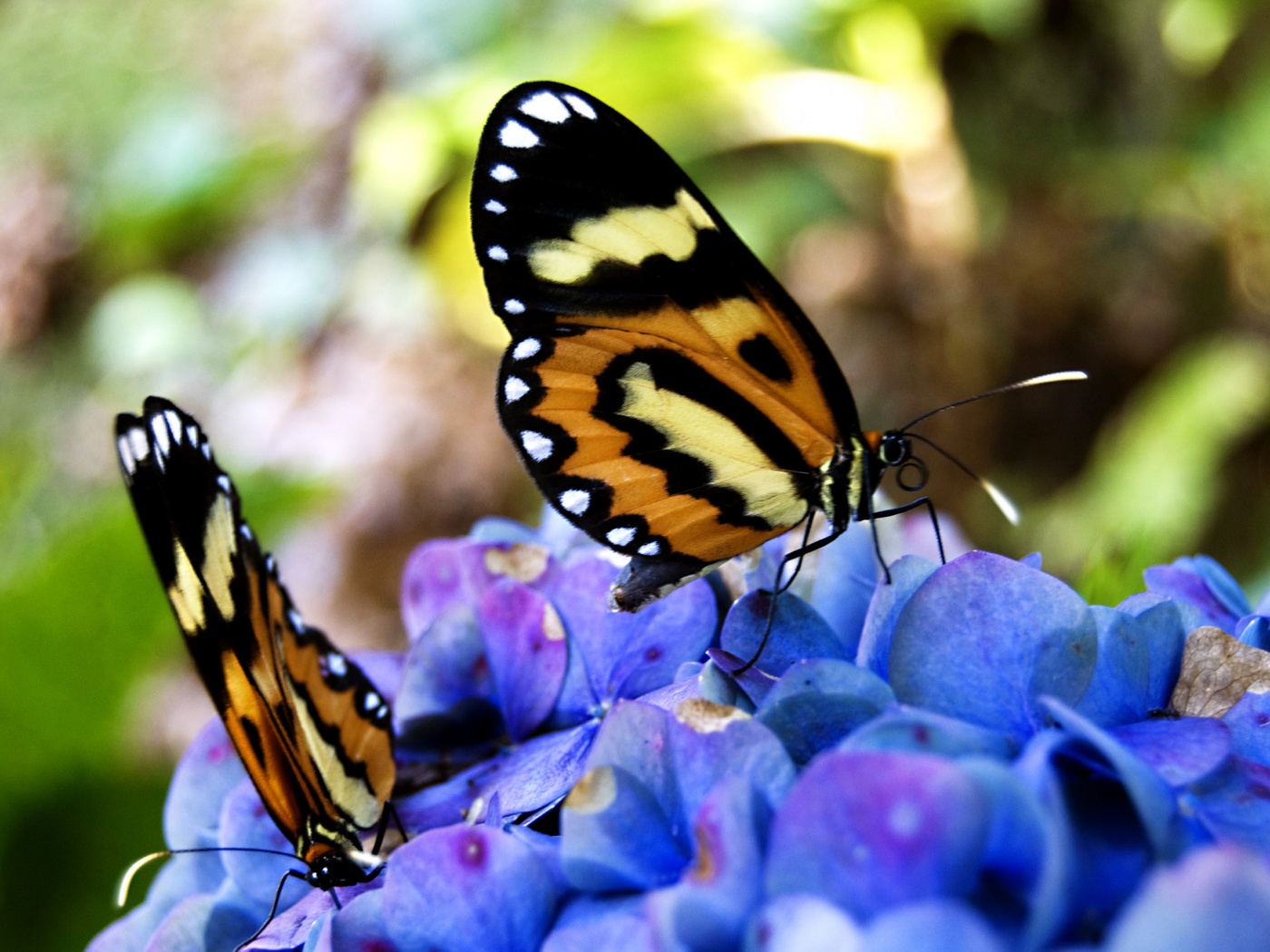 Две бабочки обои