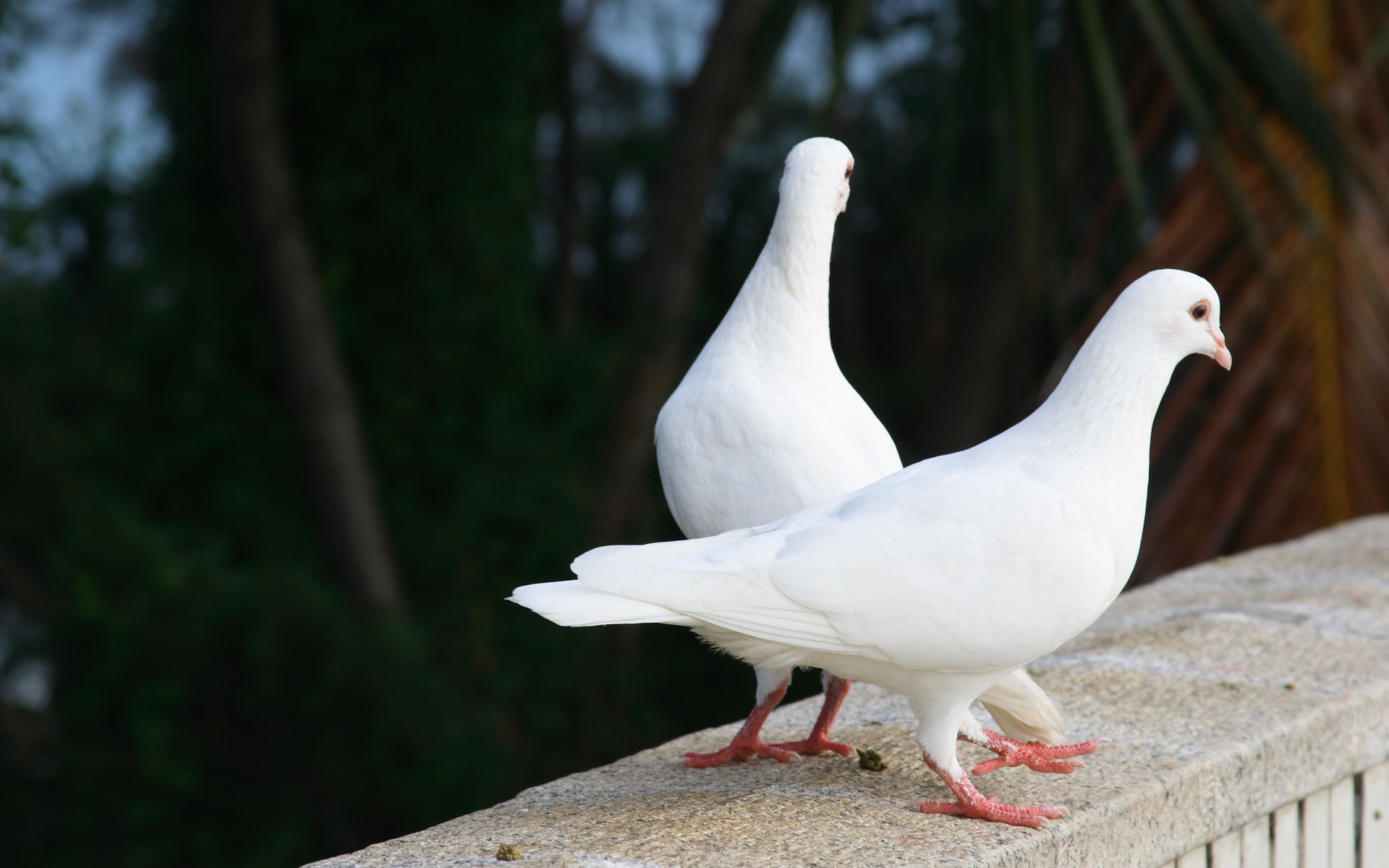 Два белых голубя обои