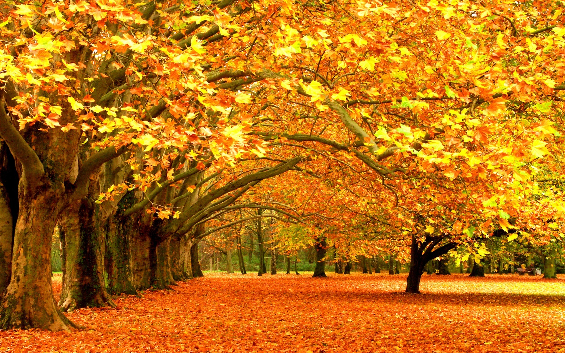 Осенний парк обои