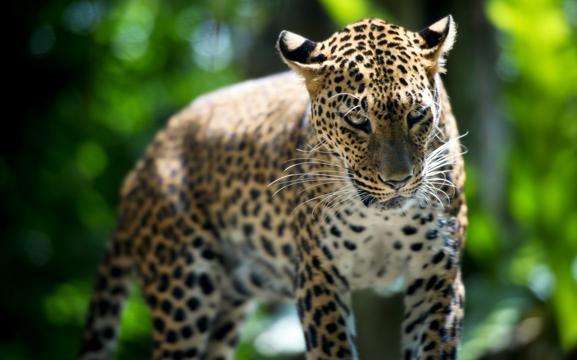 Леопард в сингапурском зоопарке обои