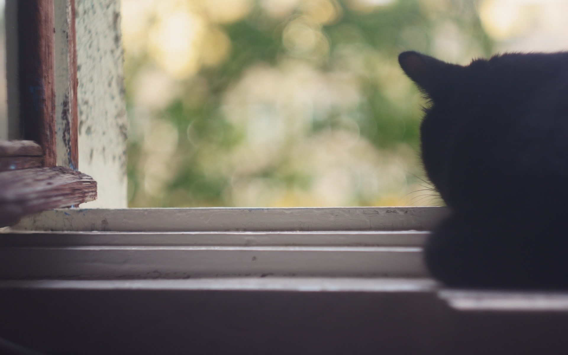 Кот на окне без смс