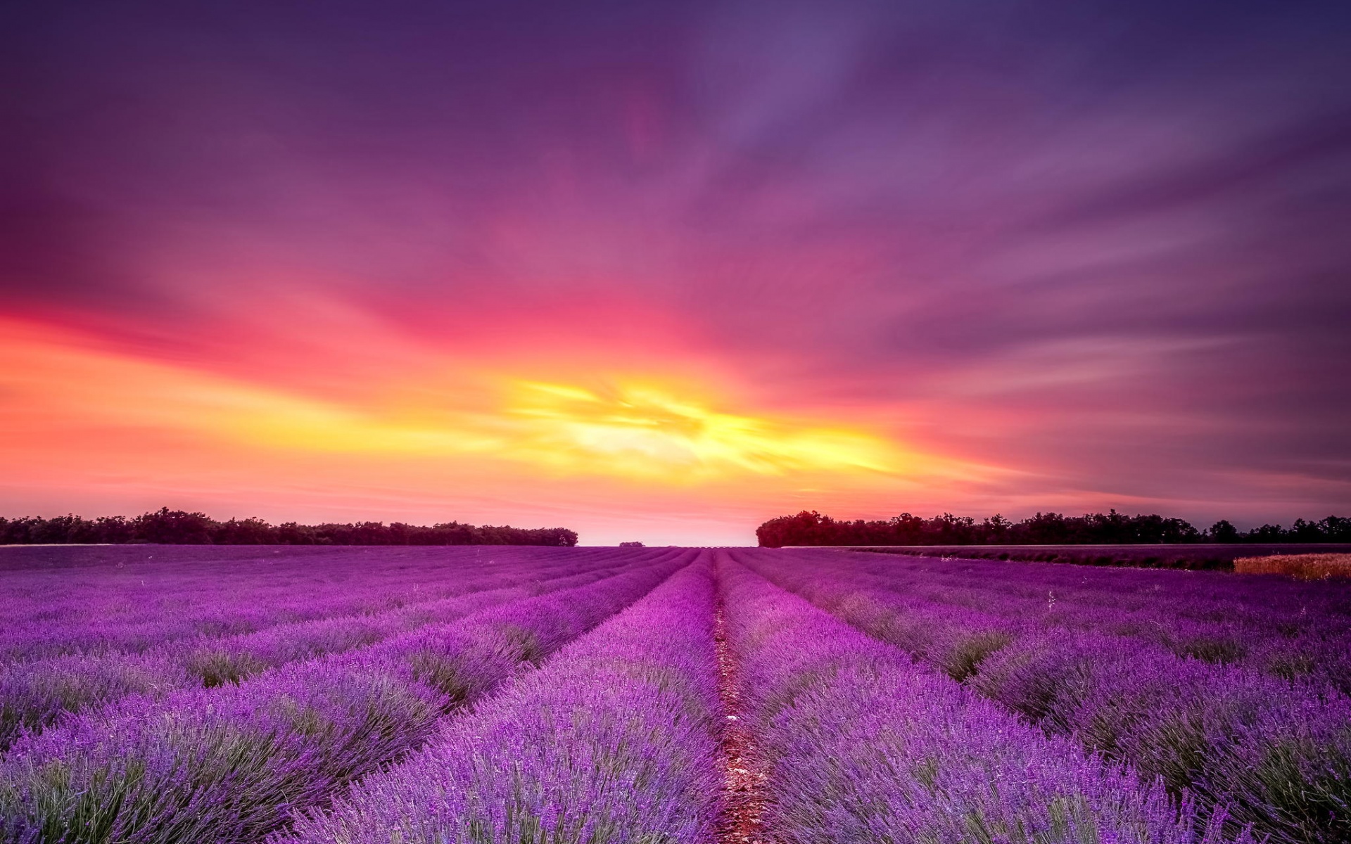 Поле фиолетовых цветов на закате обои