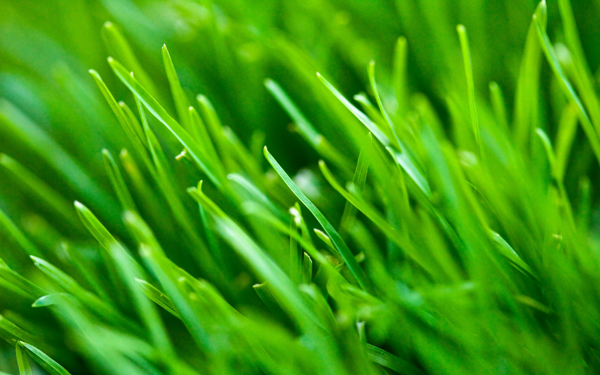 Зеленая свежая трава обои