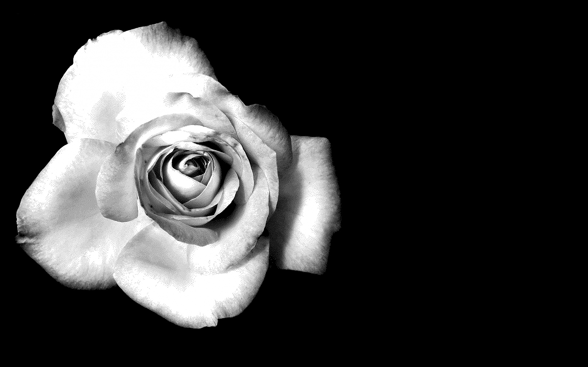 Черно-белая роза обои