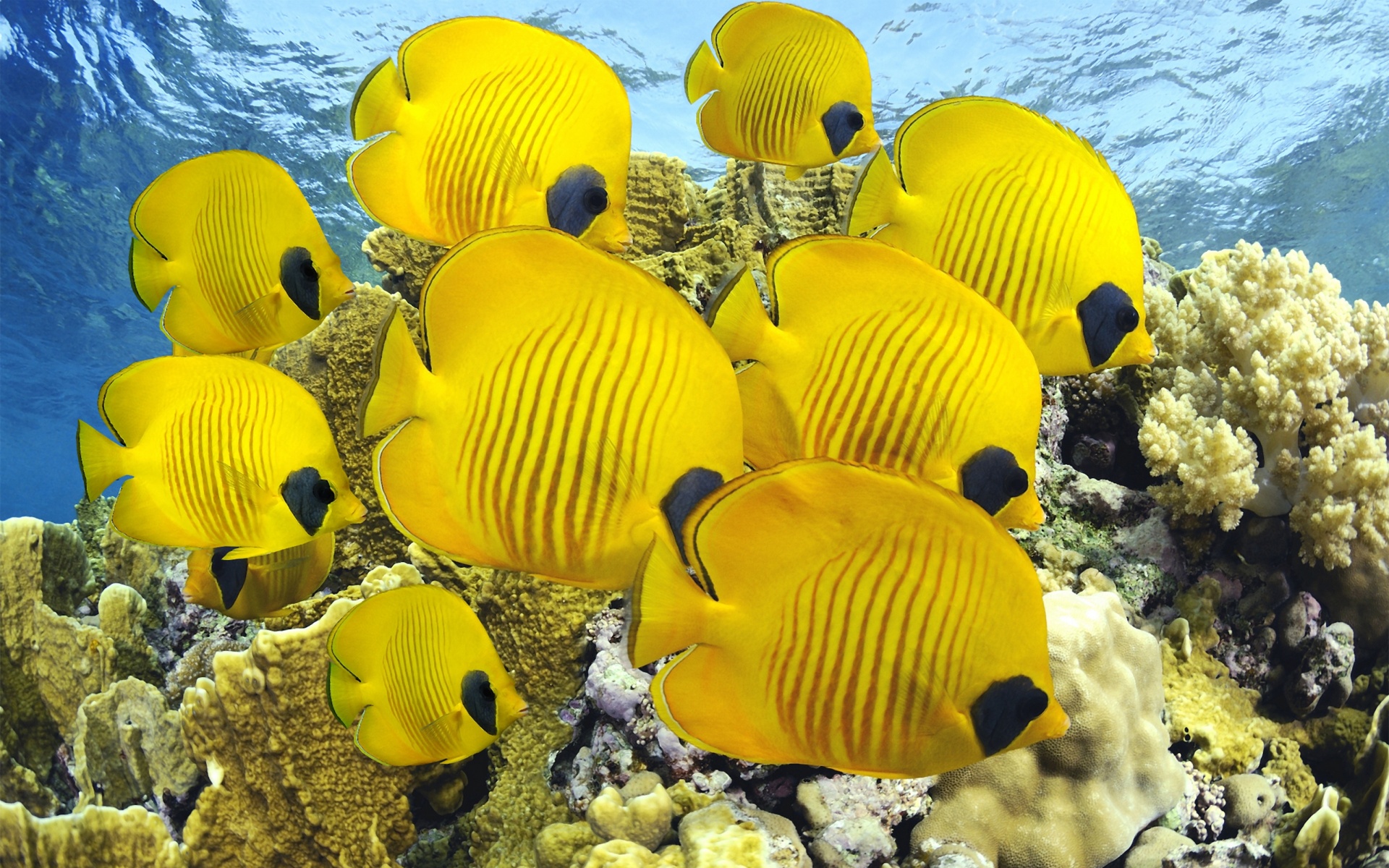 Желтые рыбки обои
