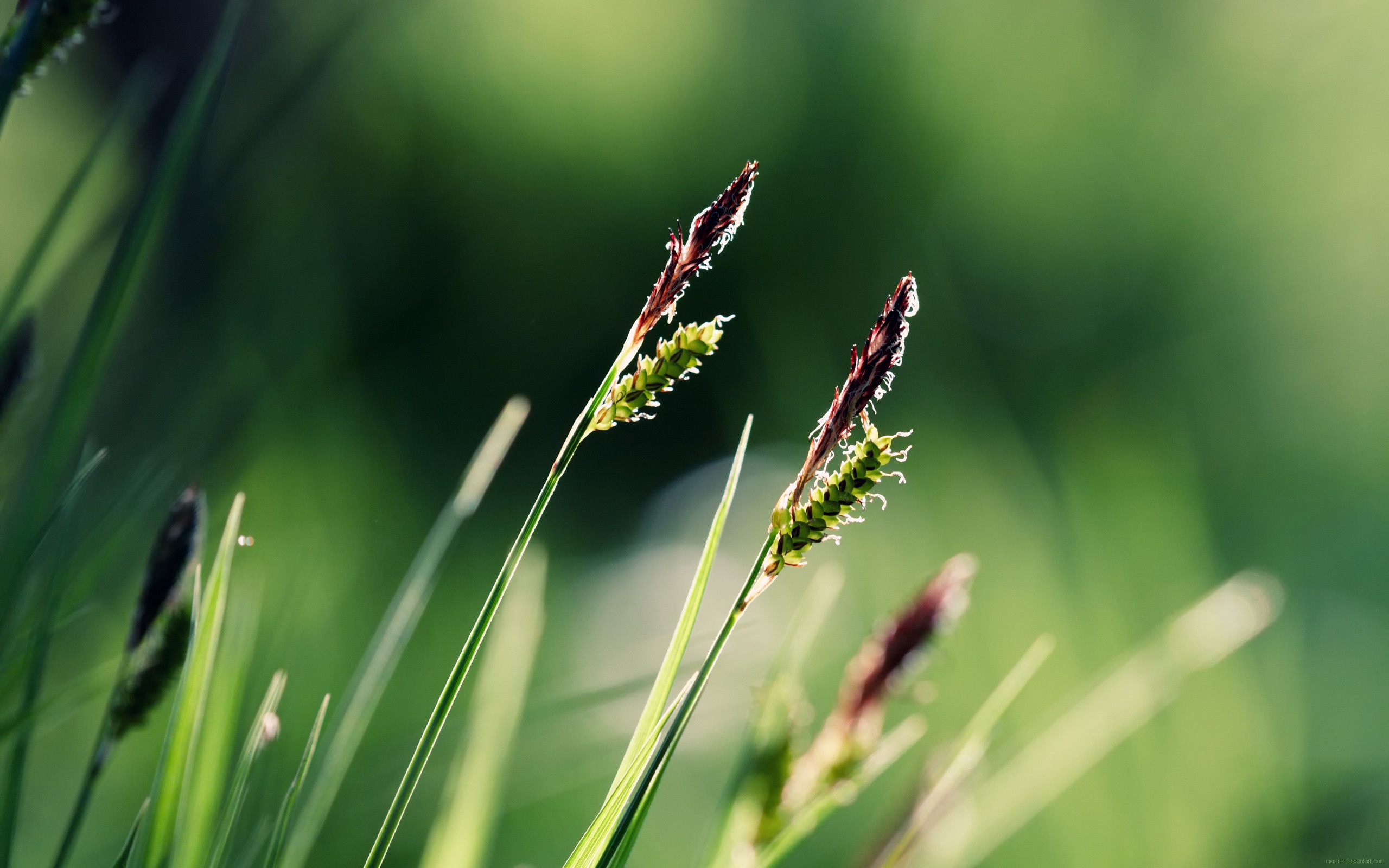 Макро фото луговой травы обои