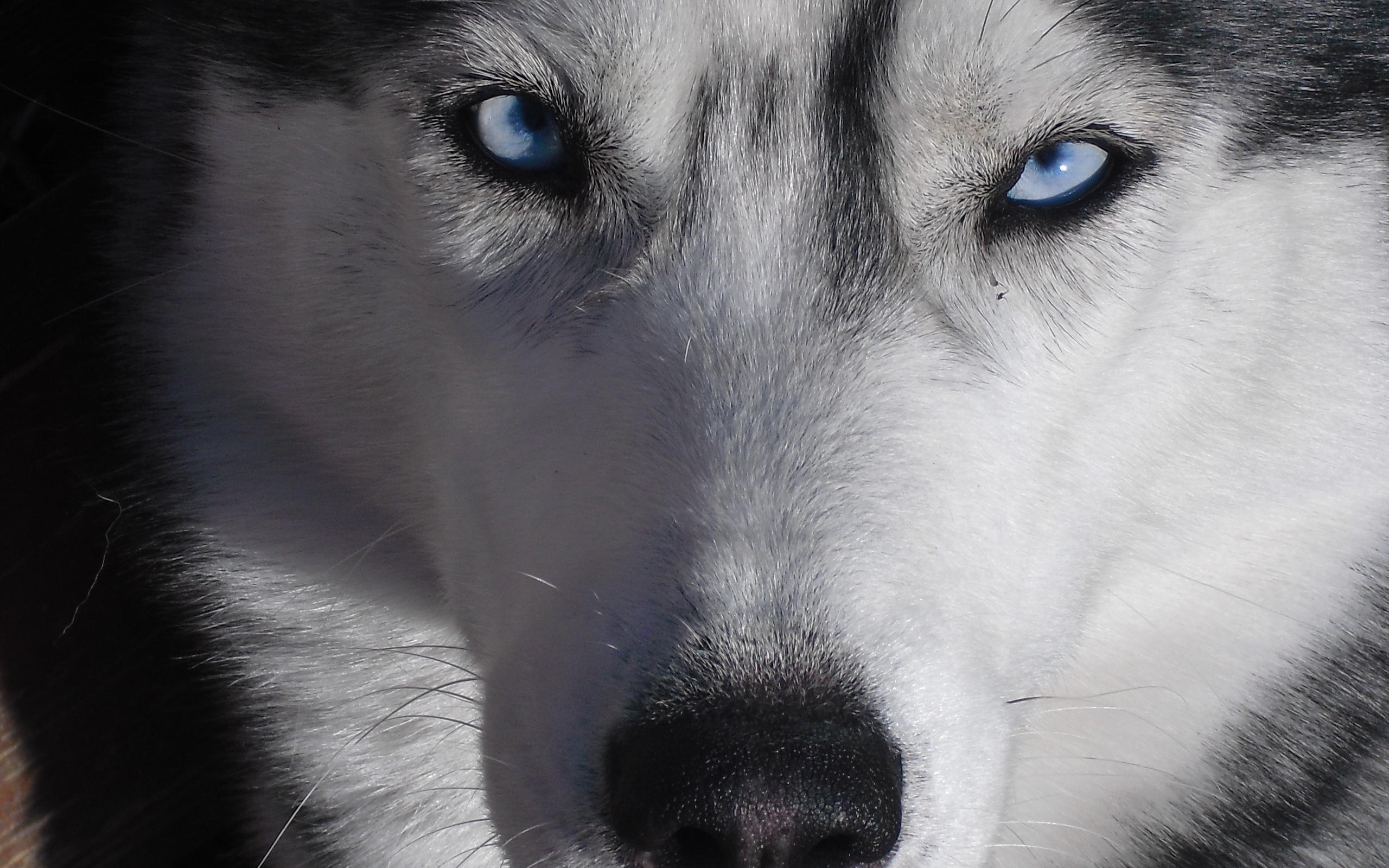 Собака с голубыми глазами обои