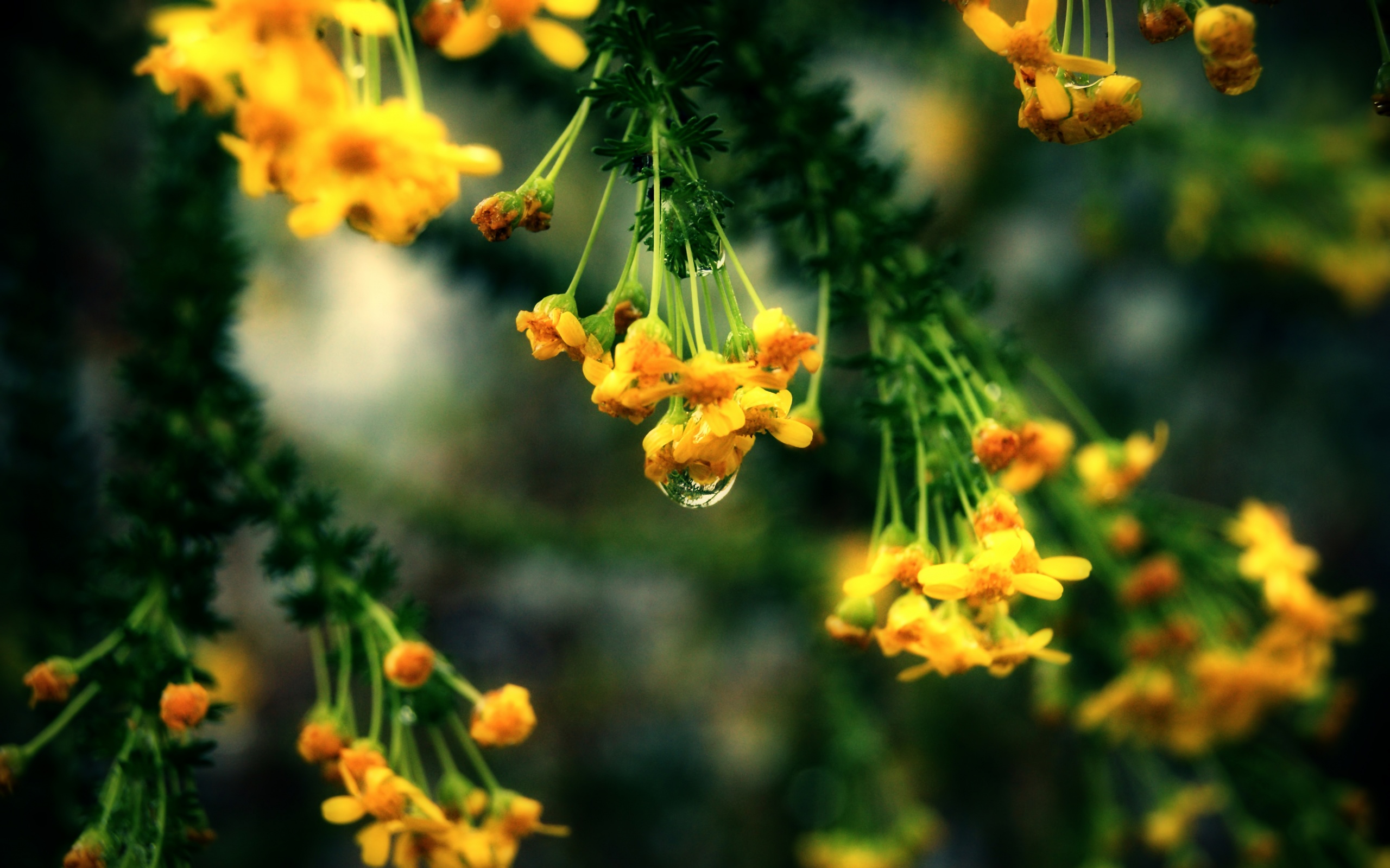Жёлтые цветочки на ветке обои