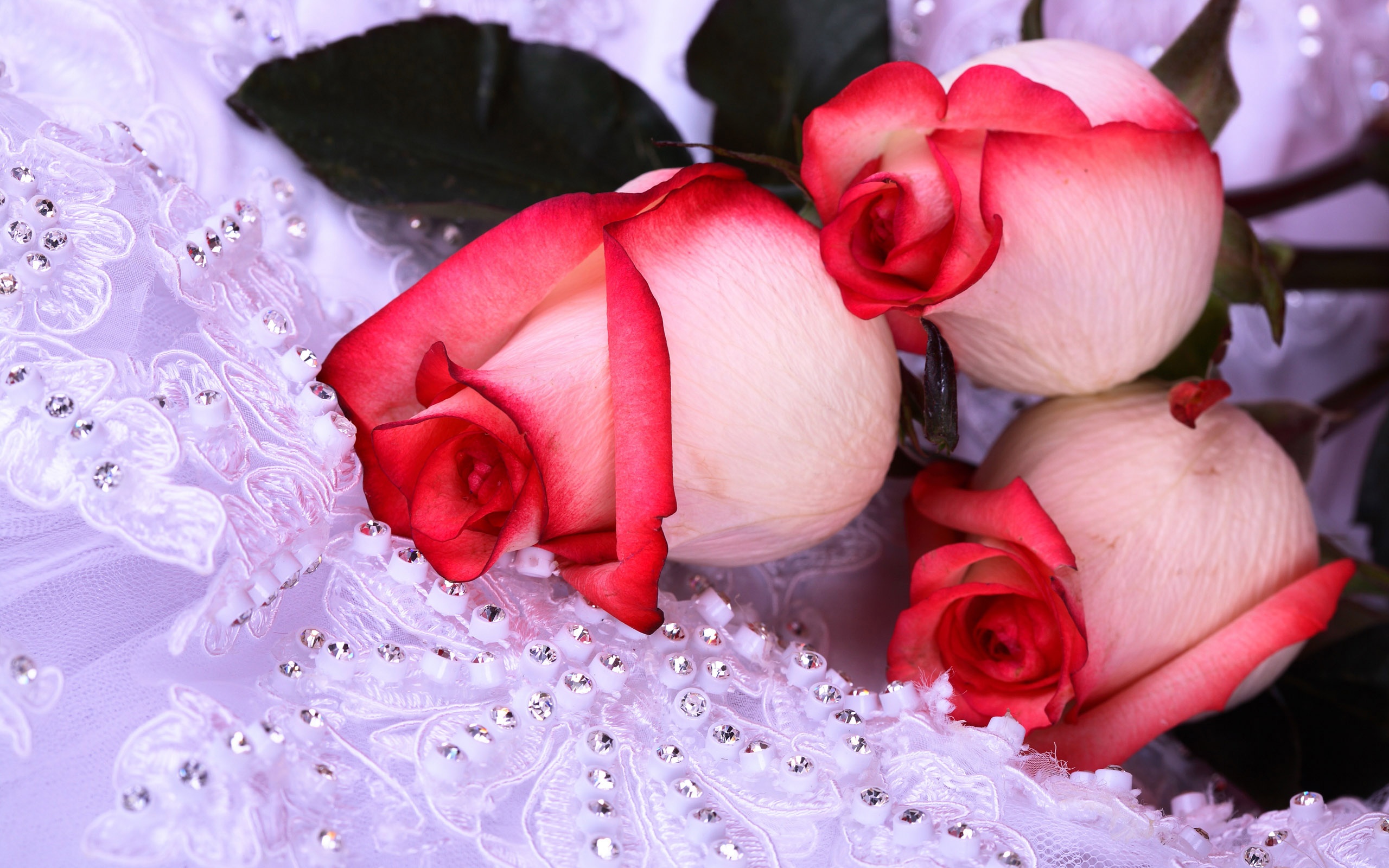 Бело-розовые розы обои
