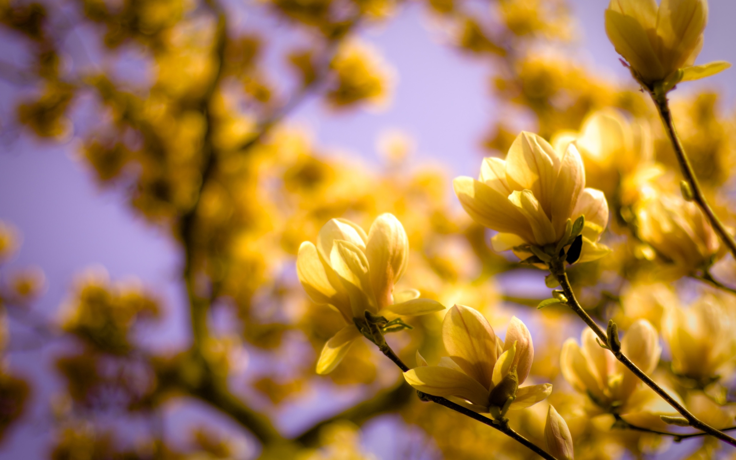 природа желтые цветы весна скачать