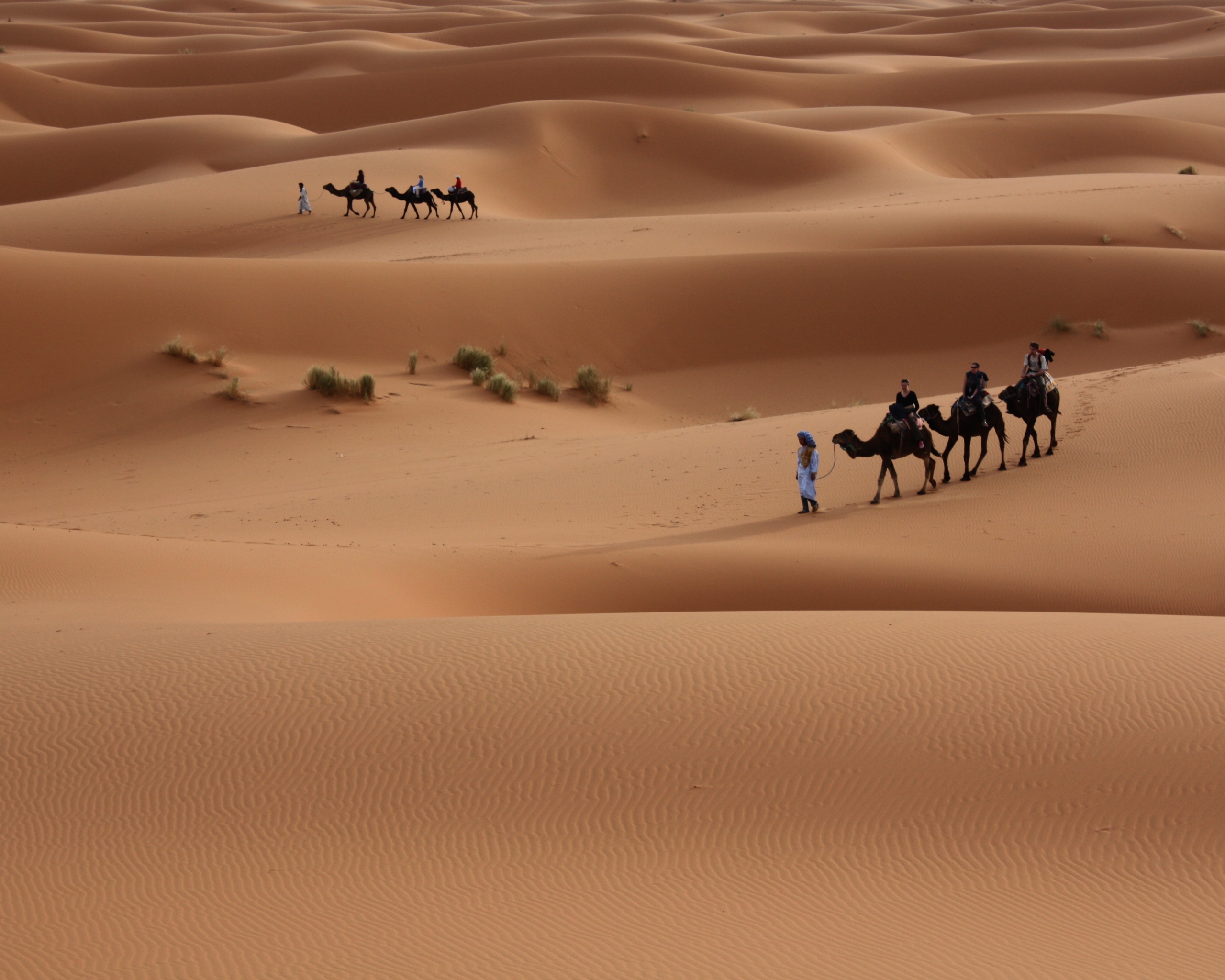 Dromedary Camels, Sahara, Egypt скачать