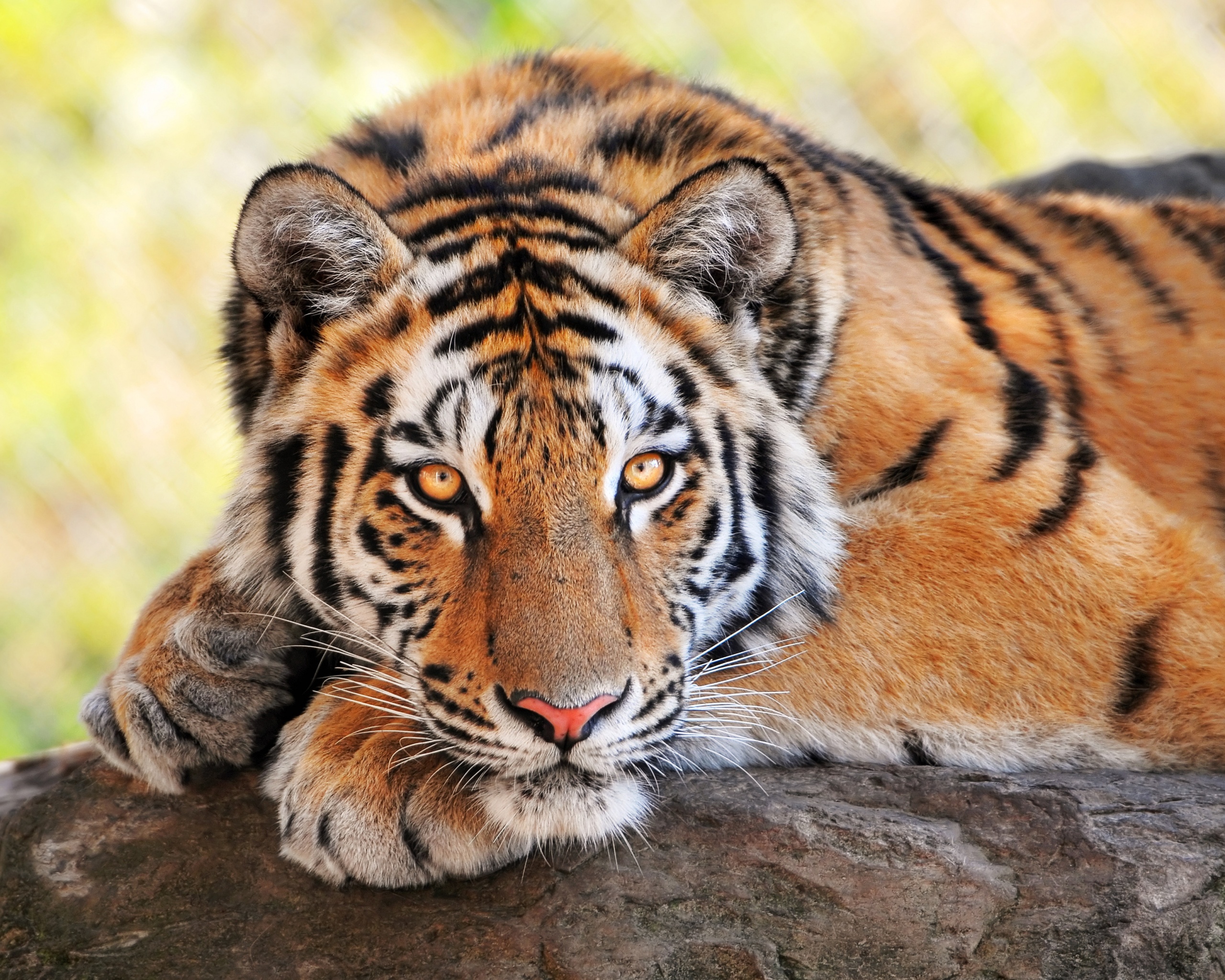 Тигр под пальмой тигр взгляд вверх без смс