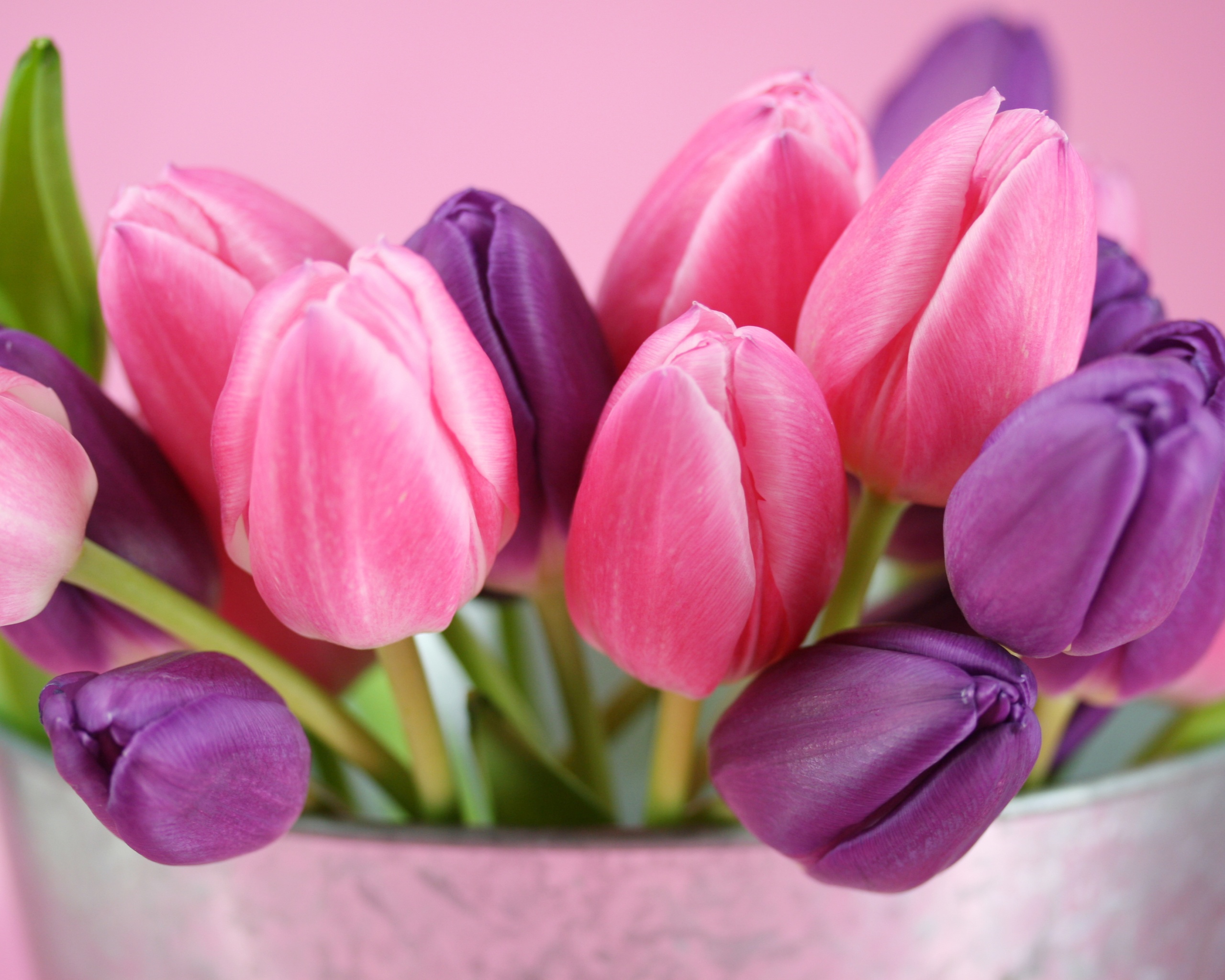 Розовые и фиолетовые тюльпаны обои