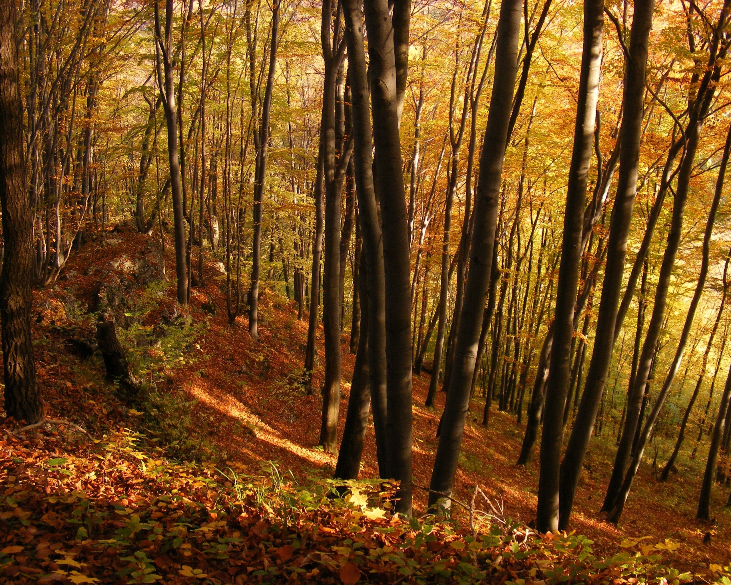 Осенний лес обои