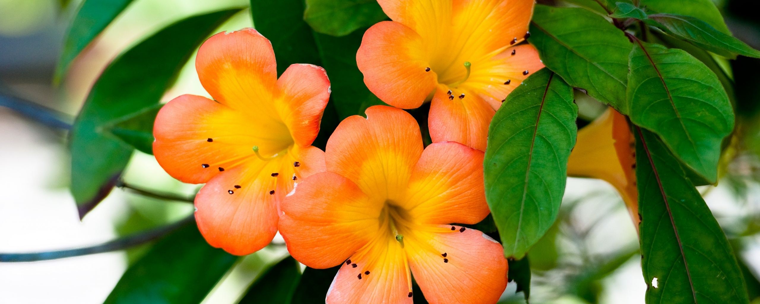 Оранжевые цветочки обои