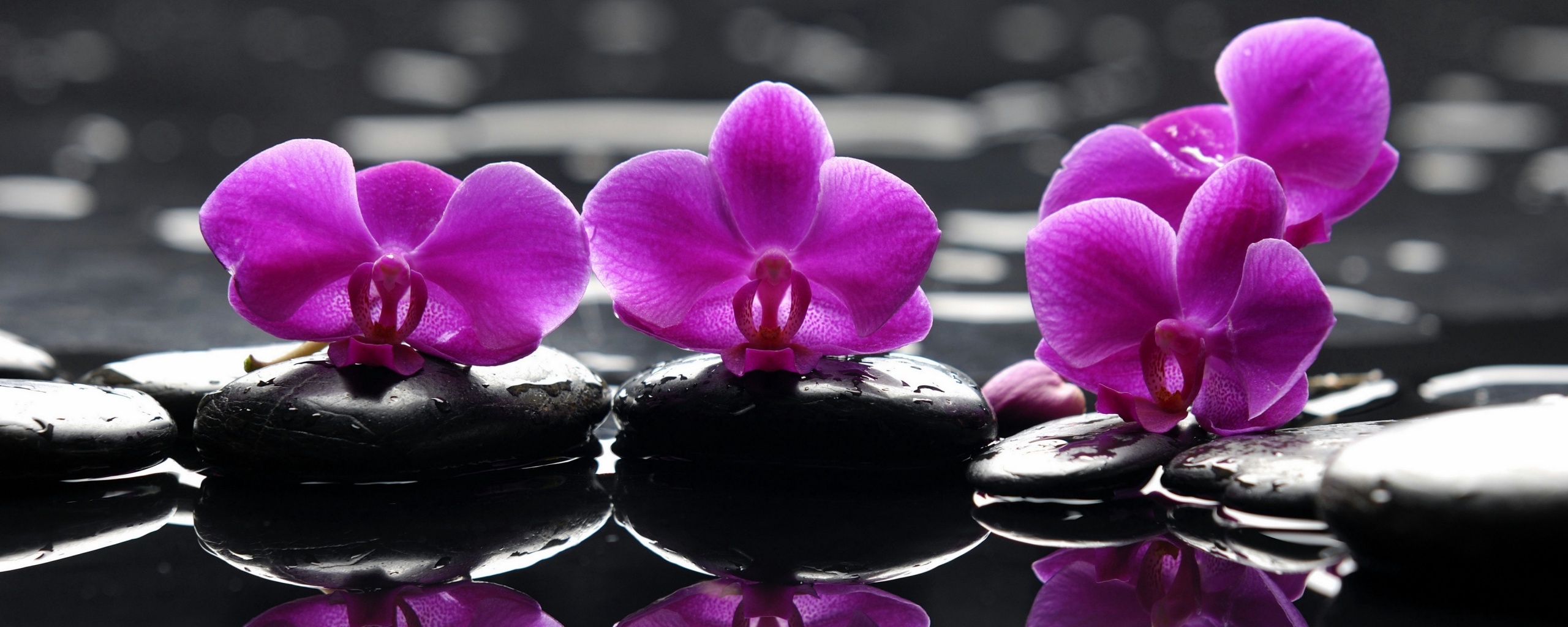 Орхидеи на камнях обои