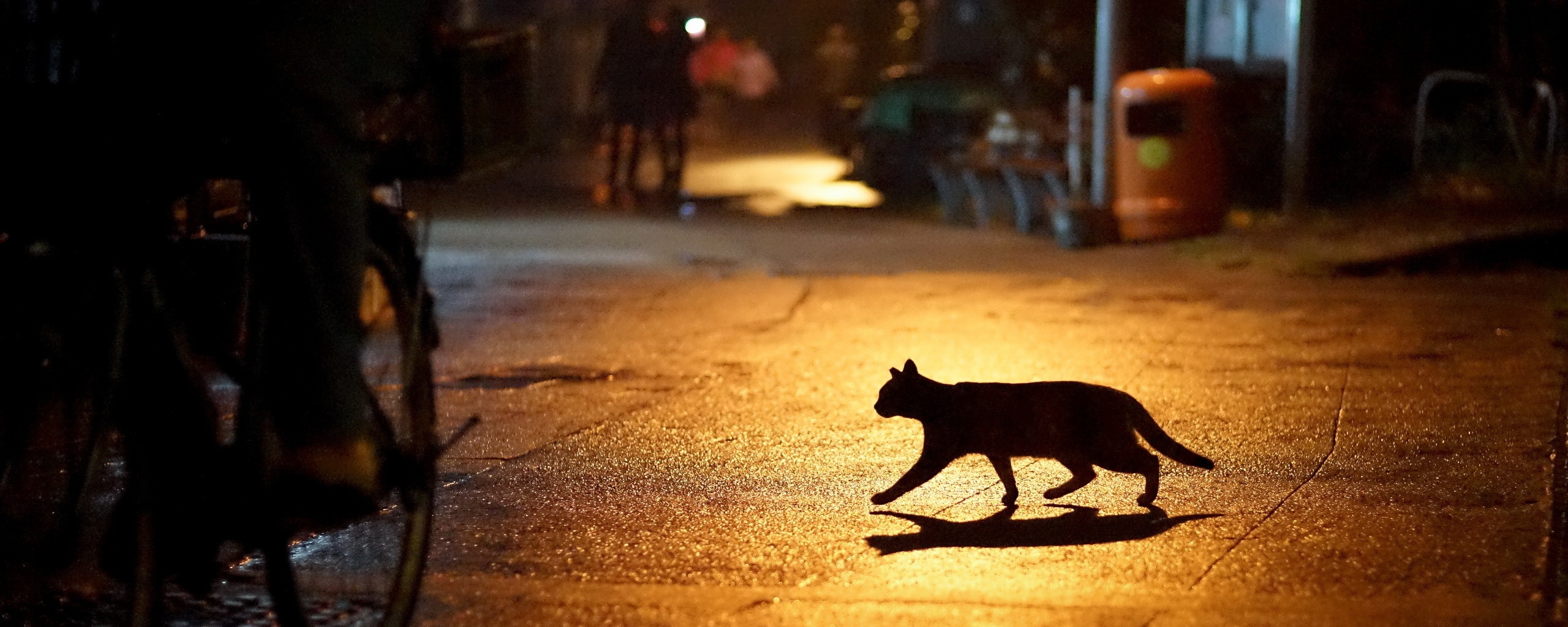 Кошка на ночной улице обои