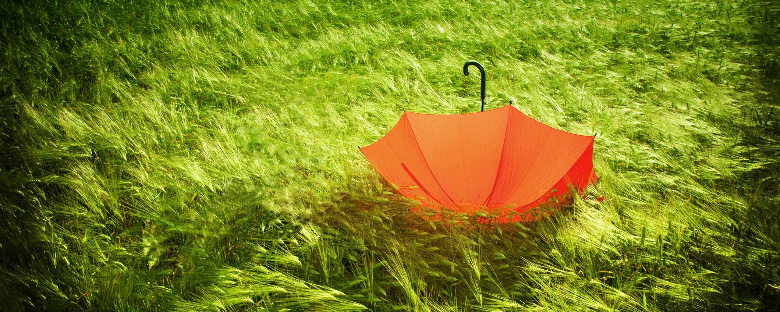 Зонт на траве обои
