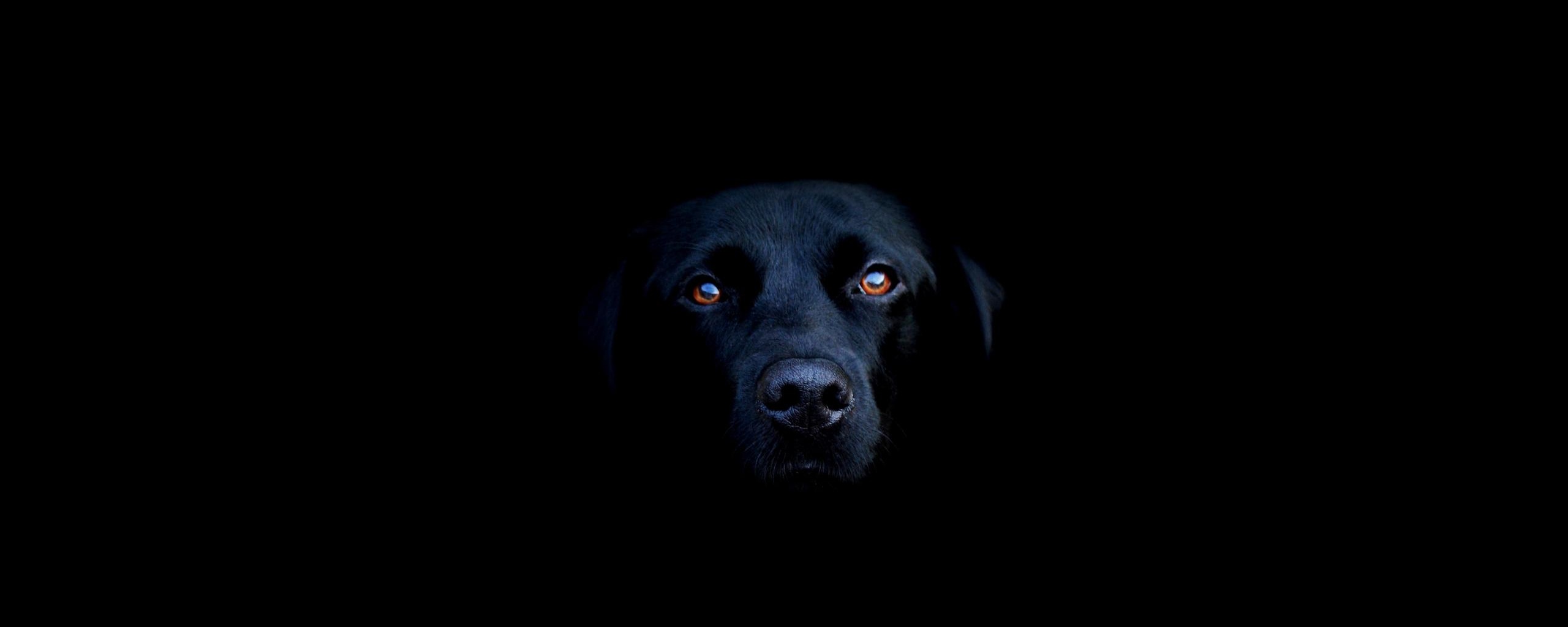 Чёрная собака в ночи обои