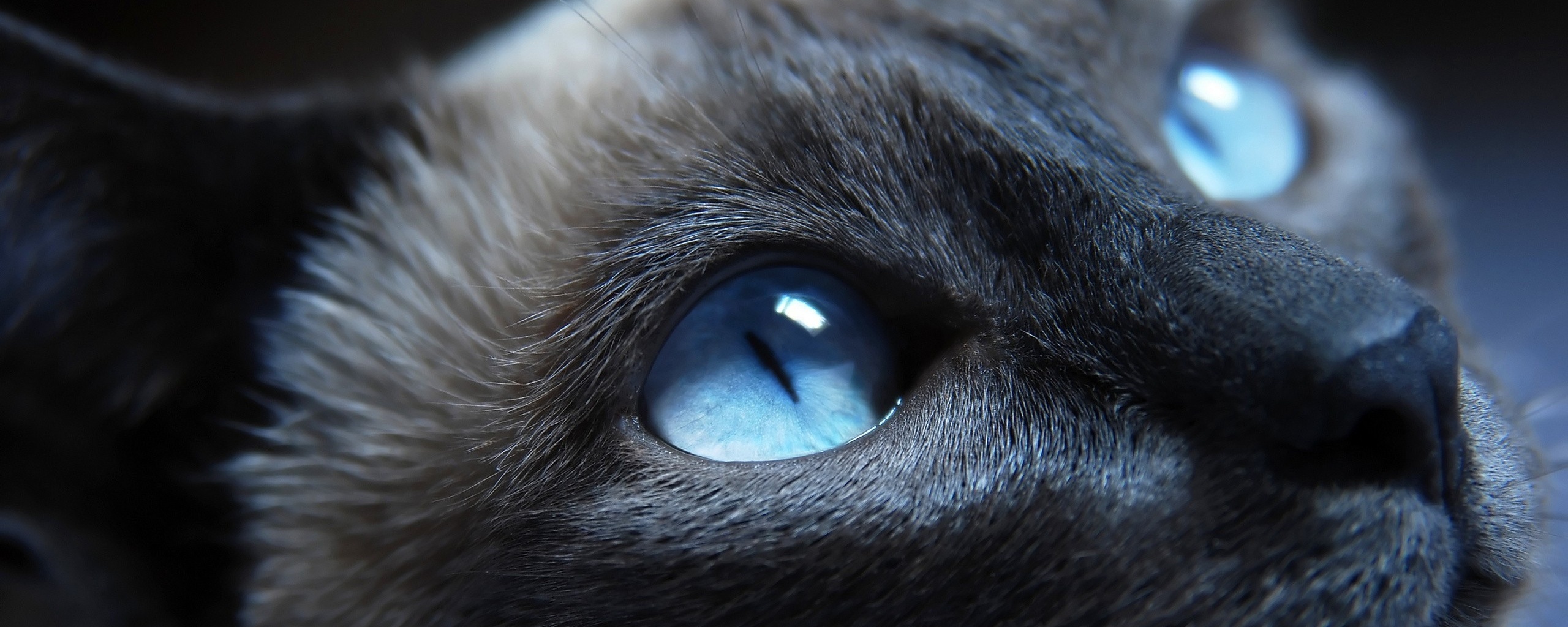 Кот с голубыми глазами обои