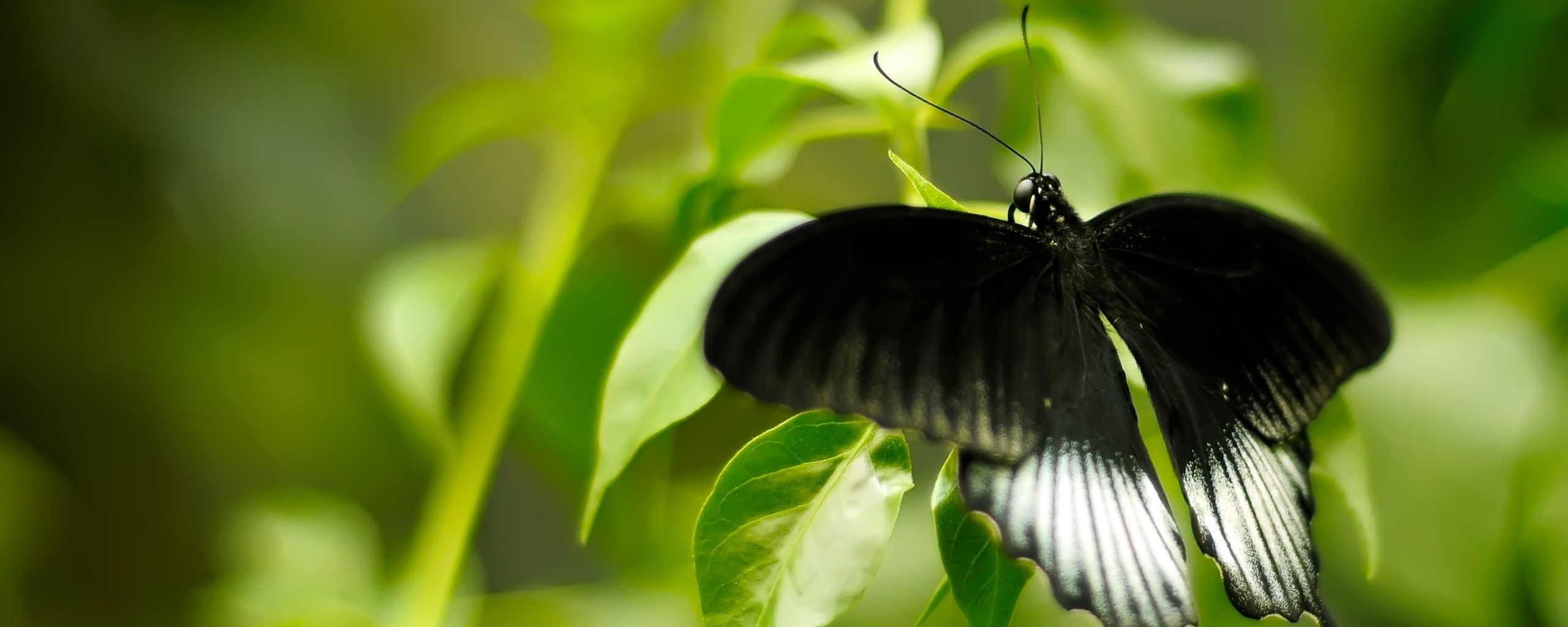 Бабочка с чёрно-белыми крыльями обои