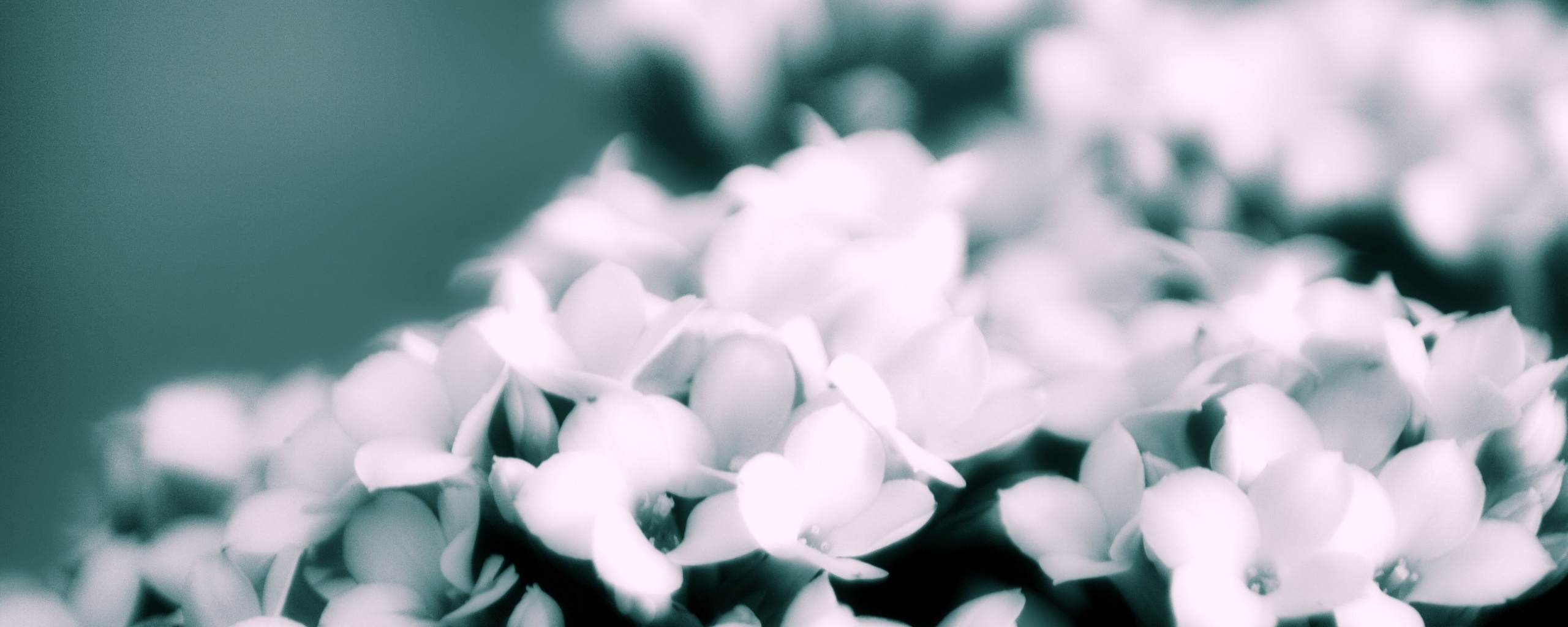 Белоснежные цветочки обои