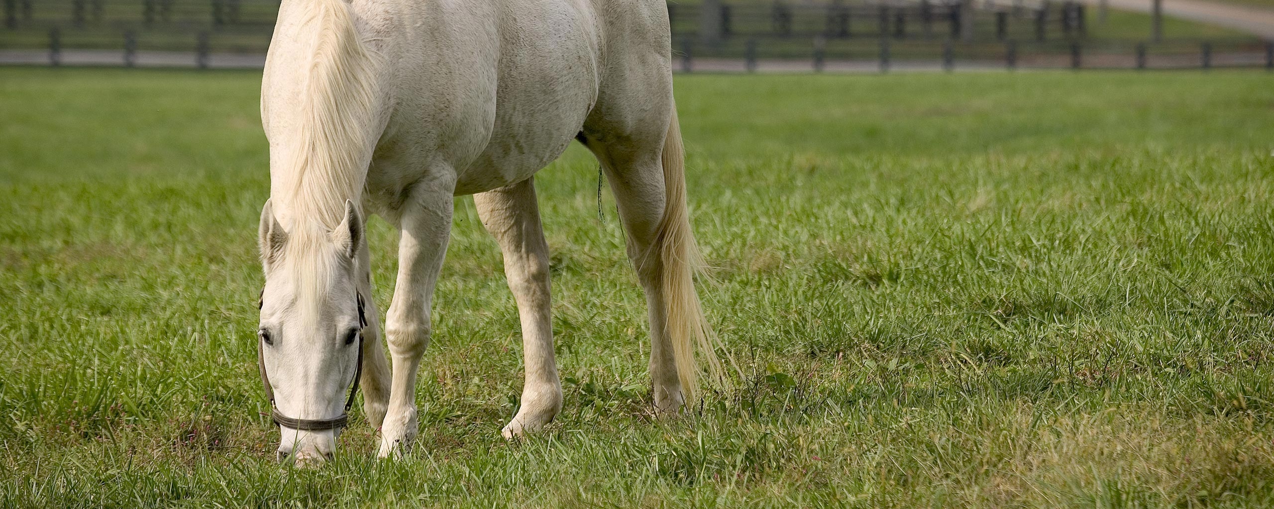 Красивая белая лошадь обои