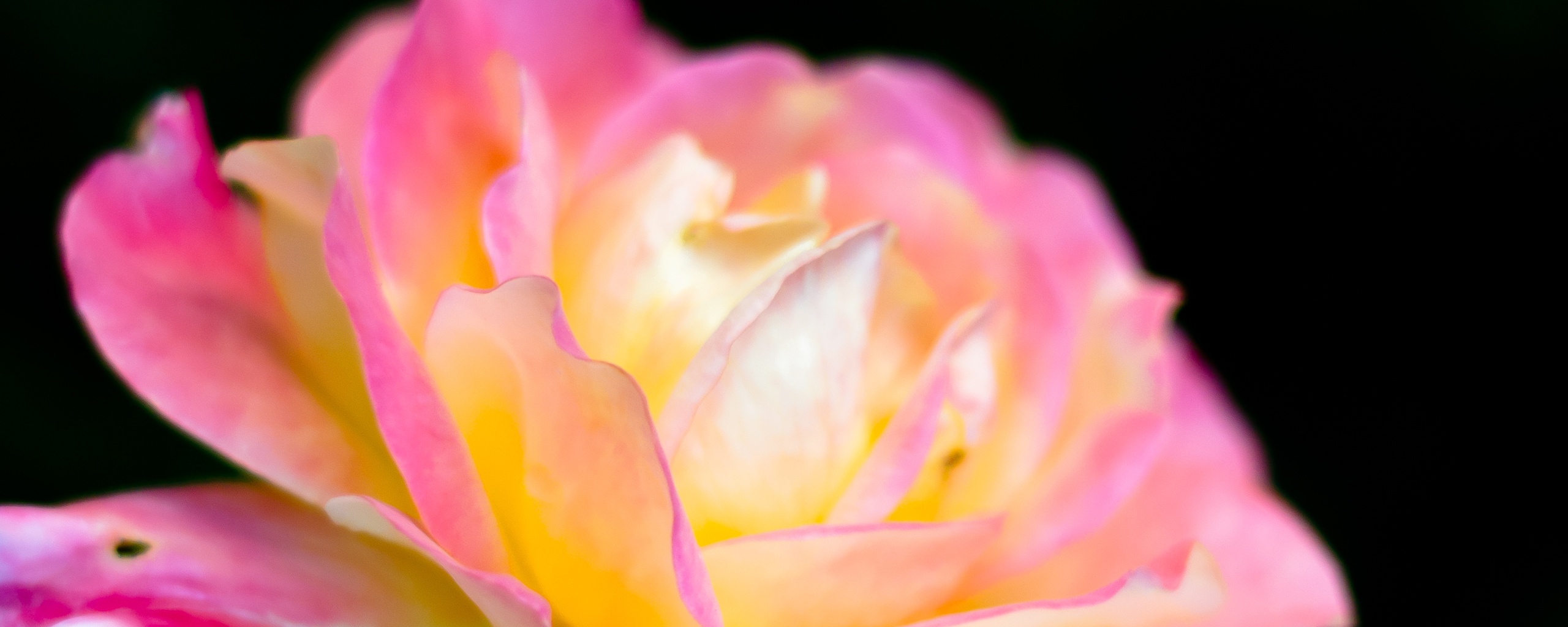 Картинка с нежным розовым цветком обои