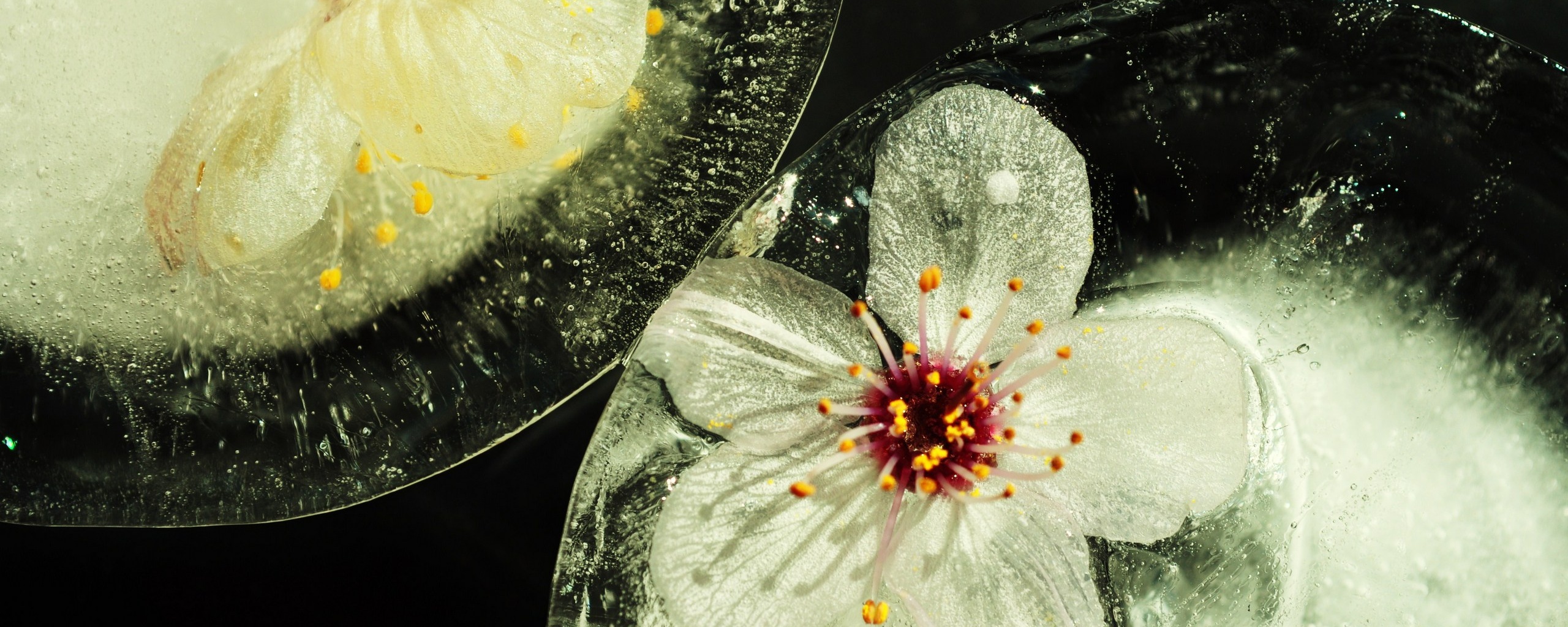 Цветы вишни во льду обои