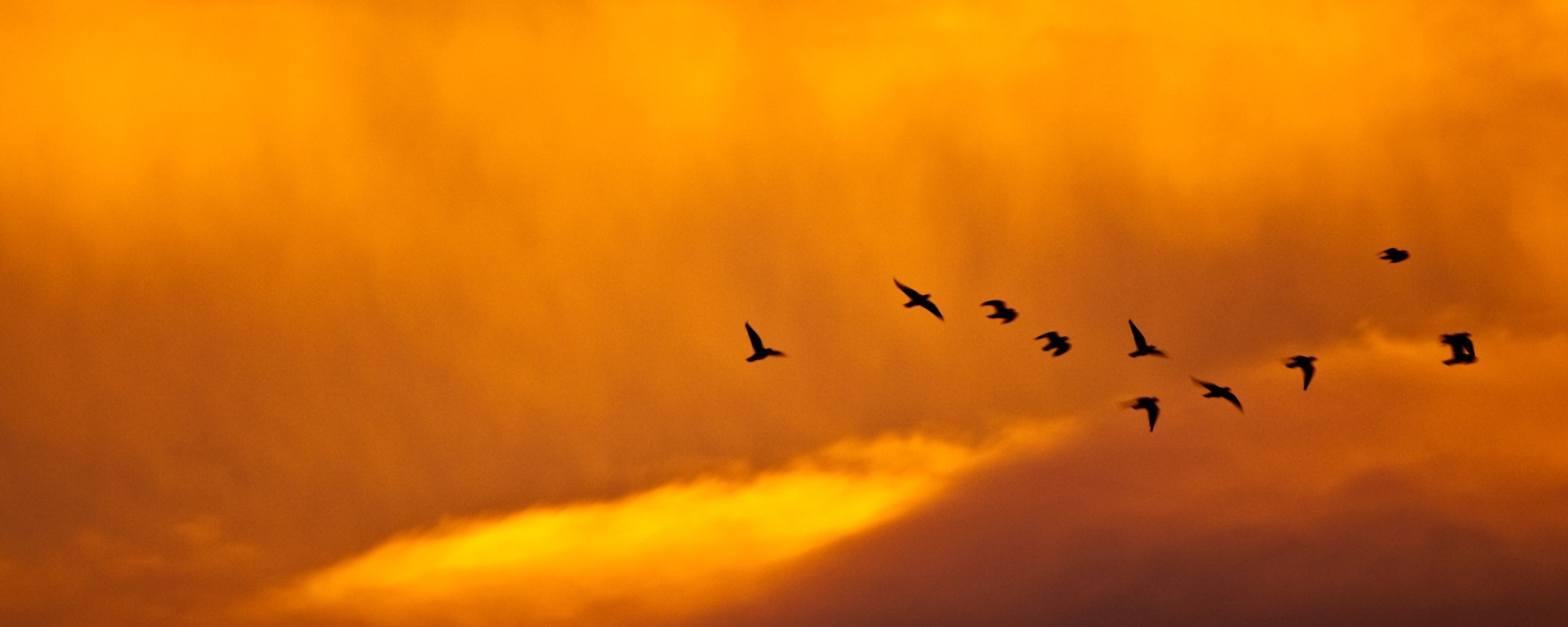 Птицы летят в закатном небе обои