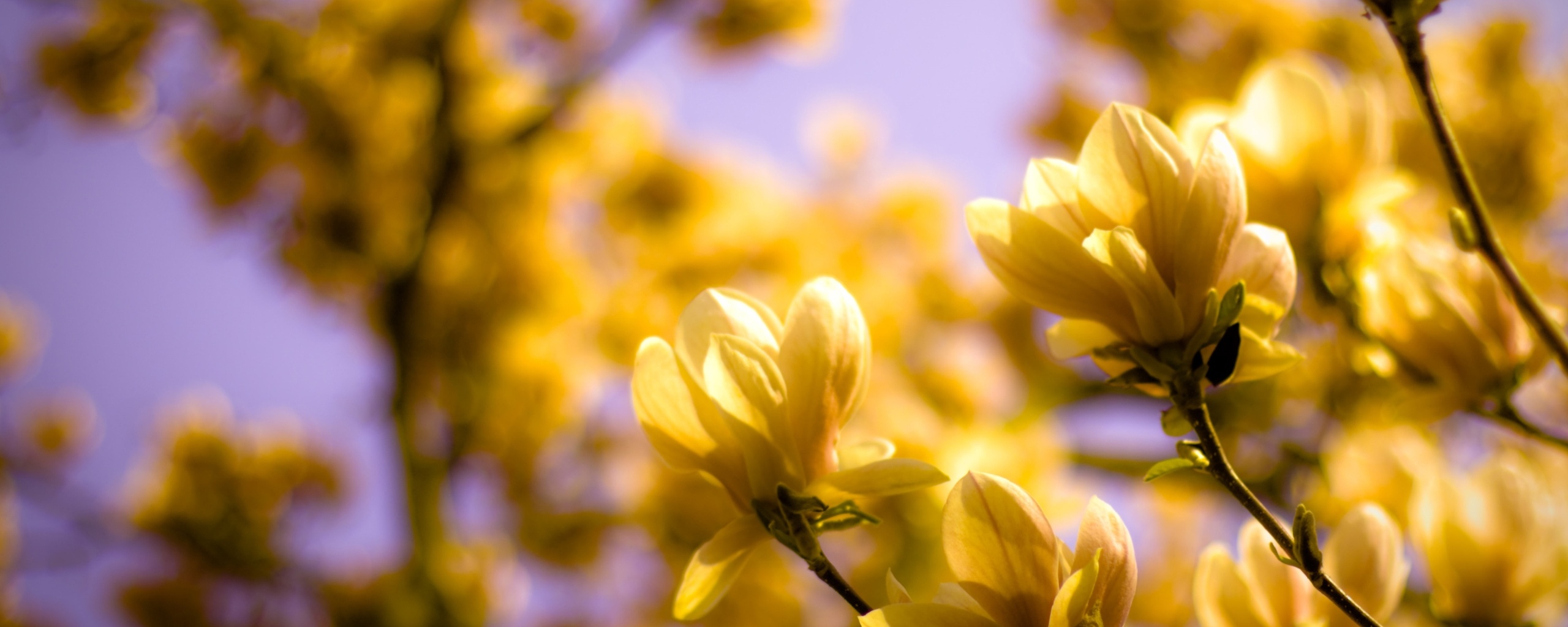 Желтые цветы распустились обои