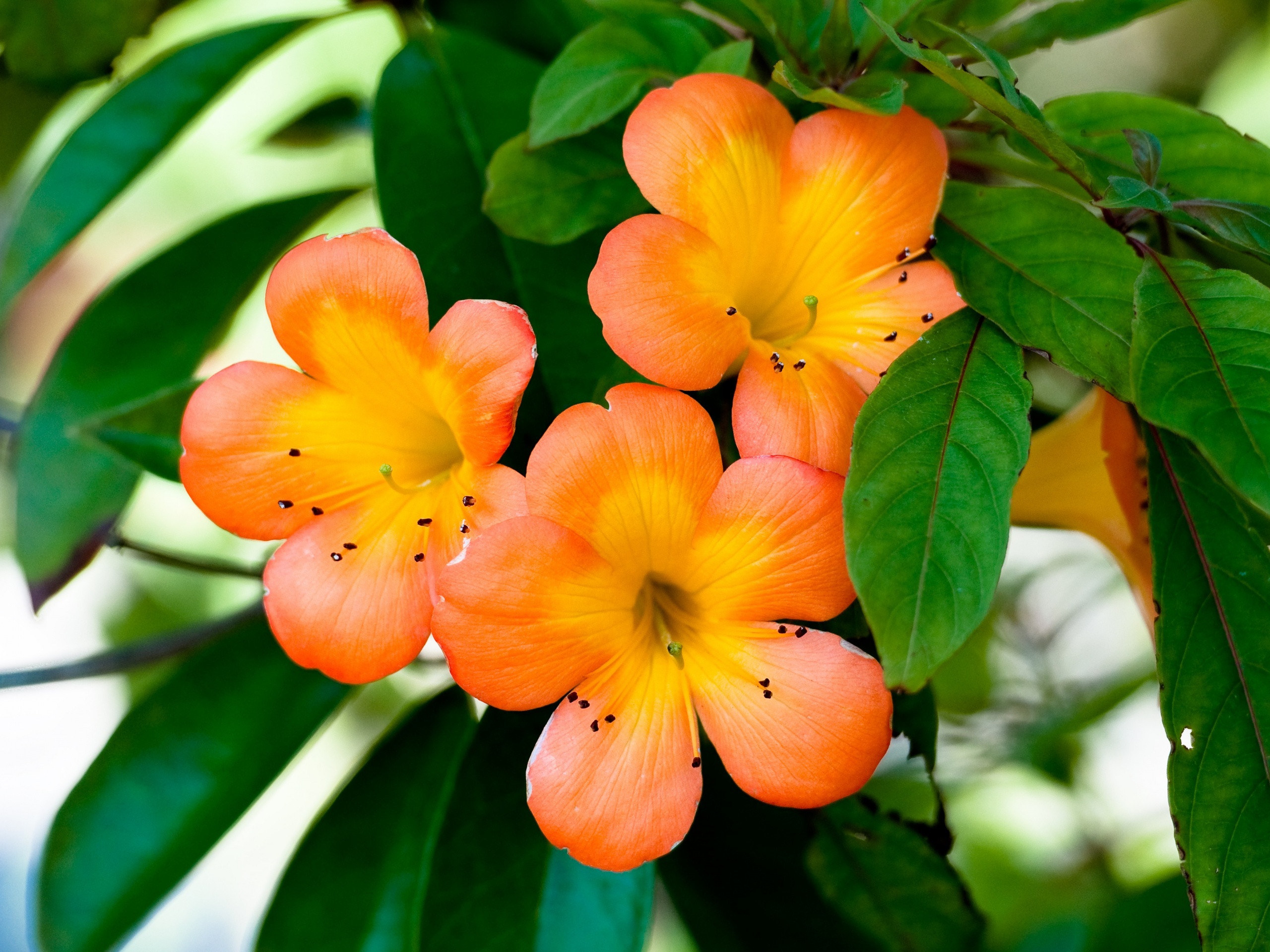 Оранжевые цветочки обои