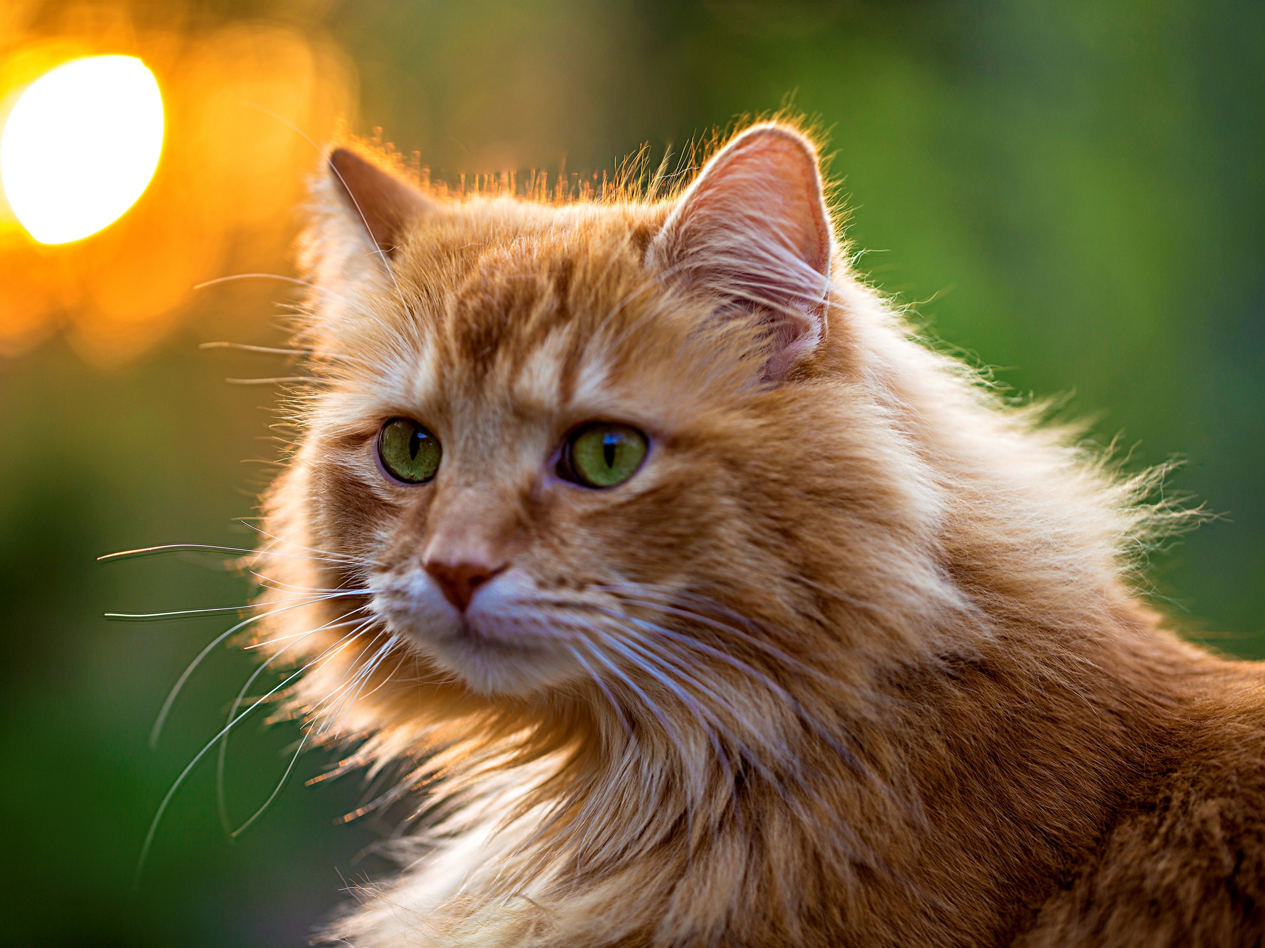 Рыжий кот в лучах солнца обои