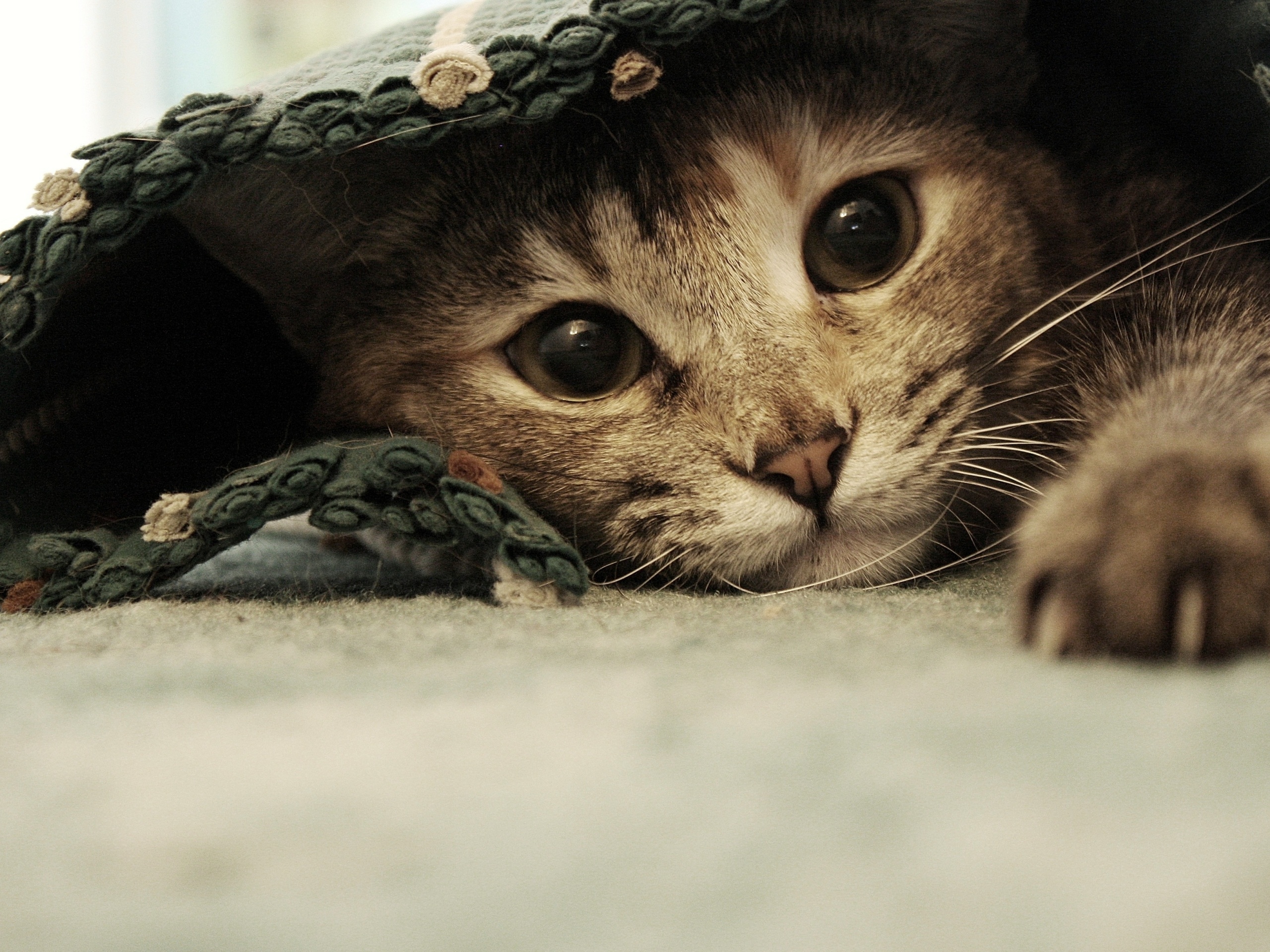 Кот под ковриком обои