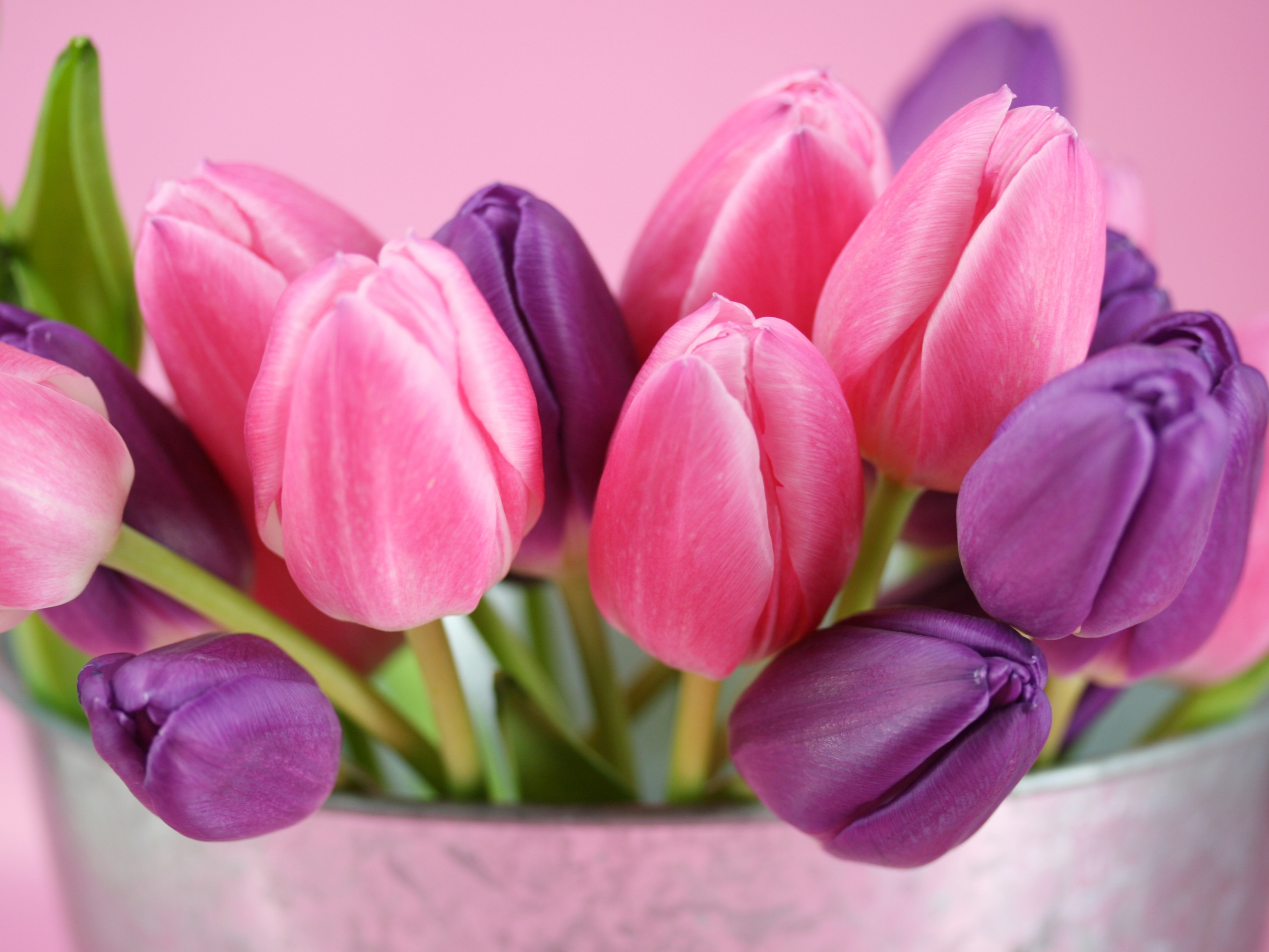 Розовые и фиолетовые тюльпаны обои
