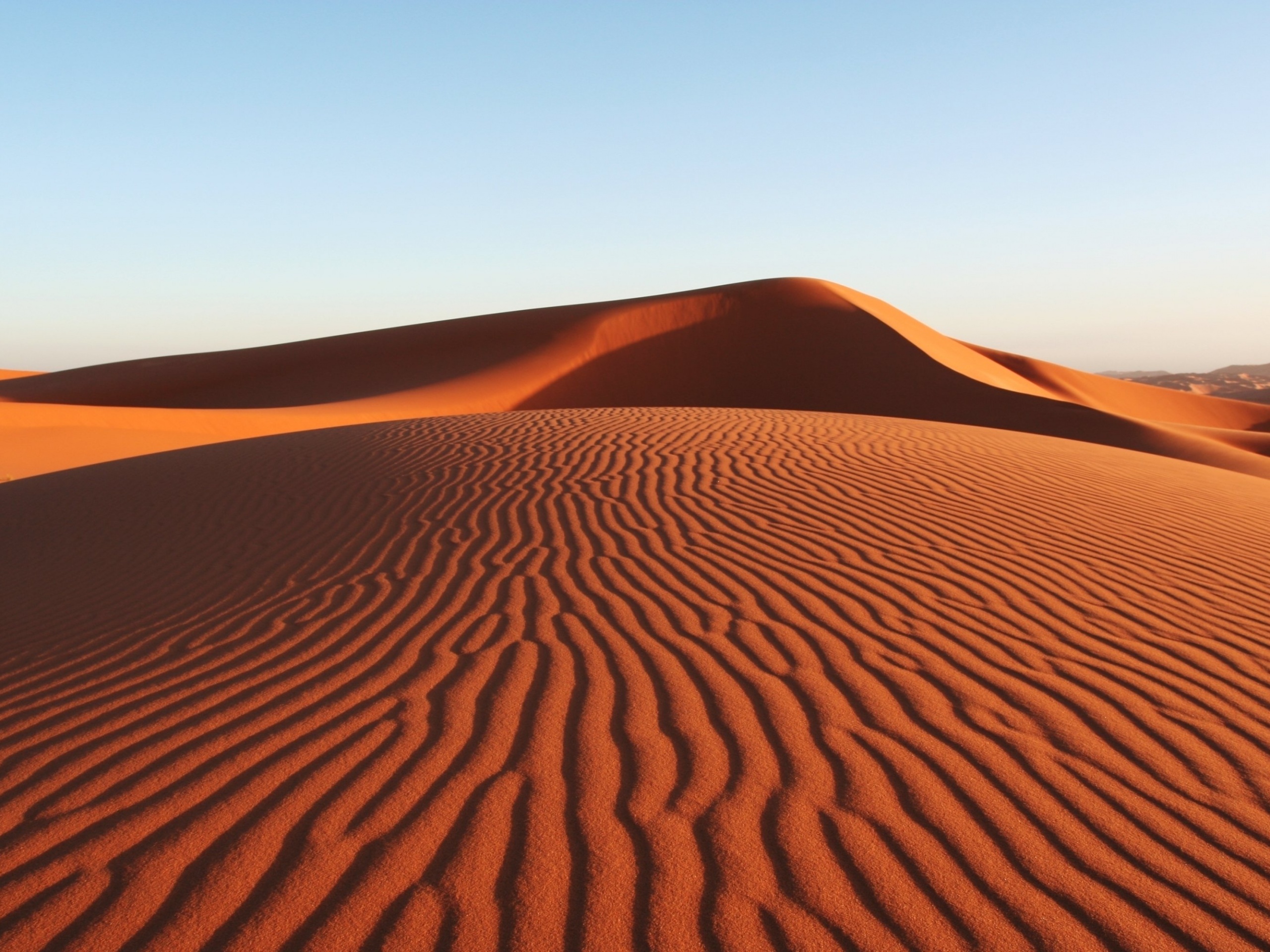 Пустыня дюны барханы песок пальма без смс