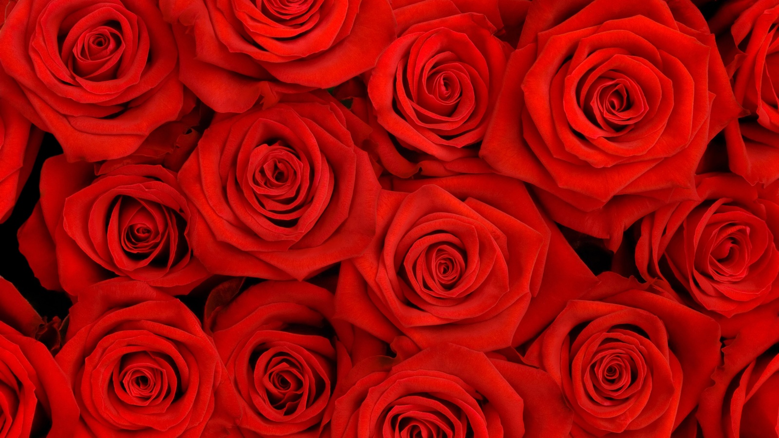 Букет красных роз обои